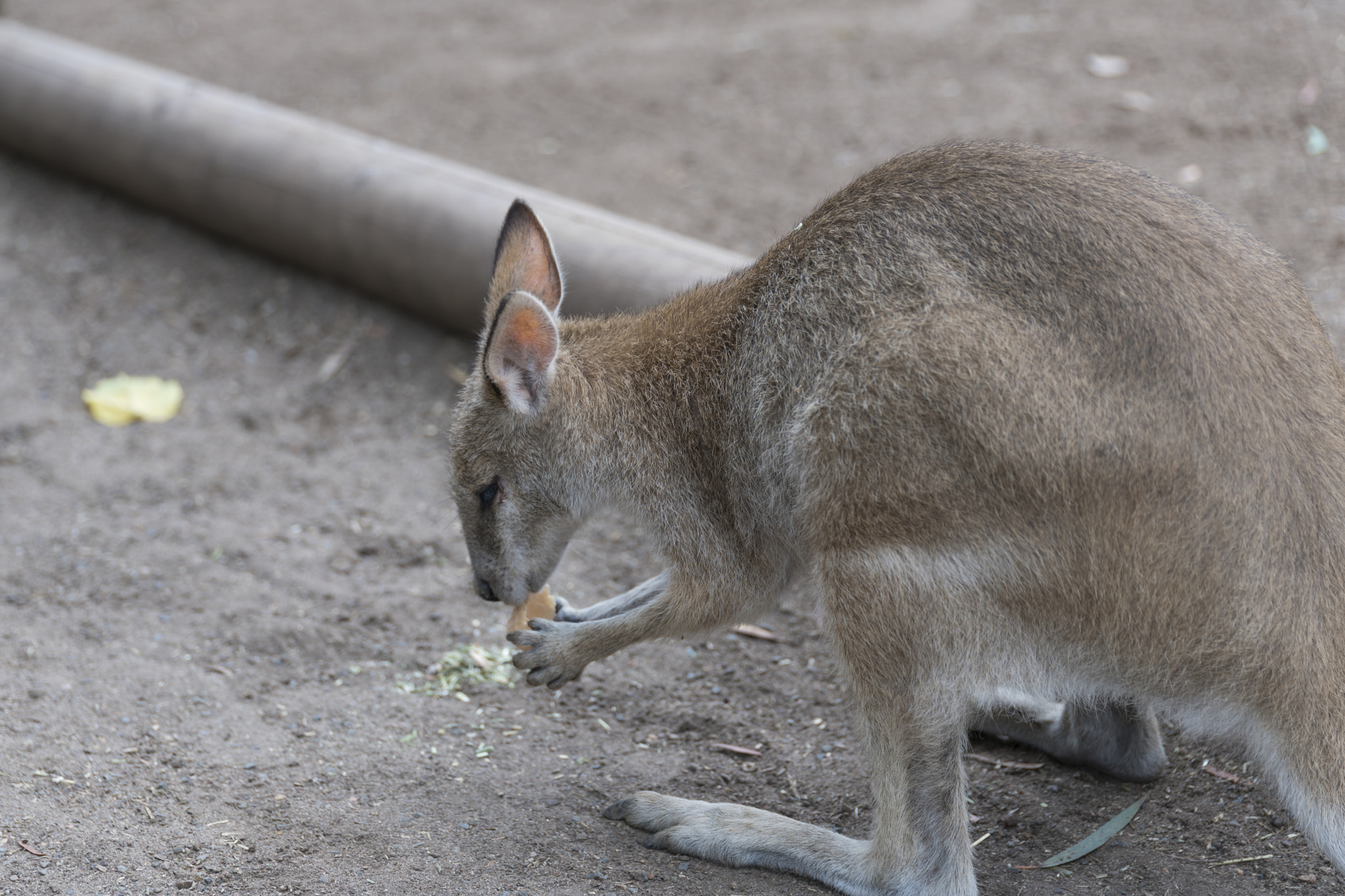 Sony a7R II sample photo. Wallaby-7 photography