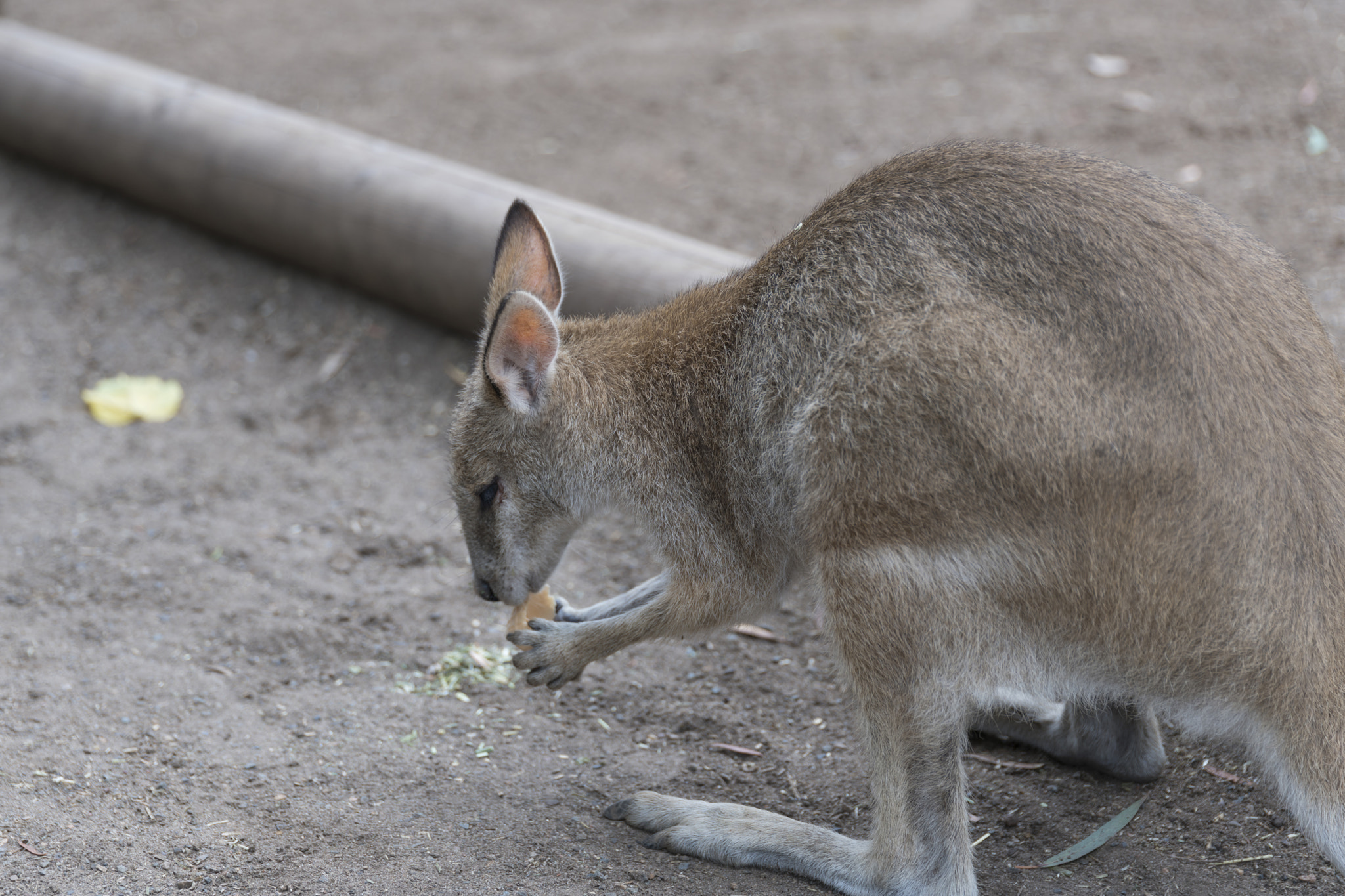 Canon 24-105mm F4 DG OS HSM | Art 013 sample photo. Wallaby-7 photography