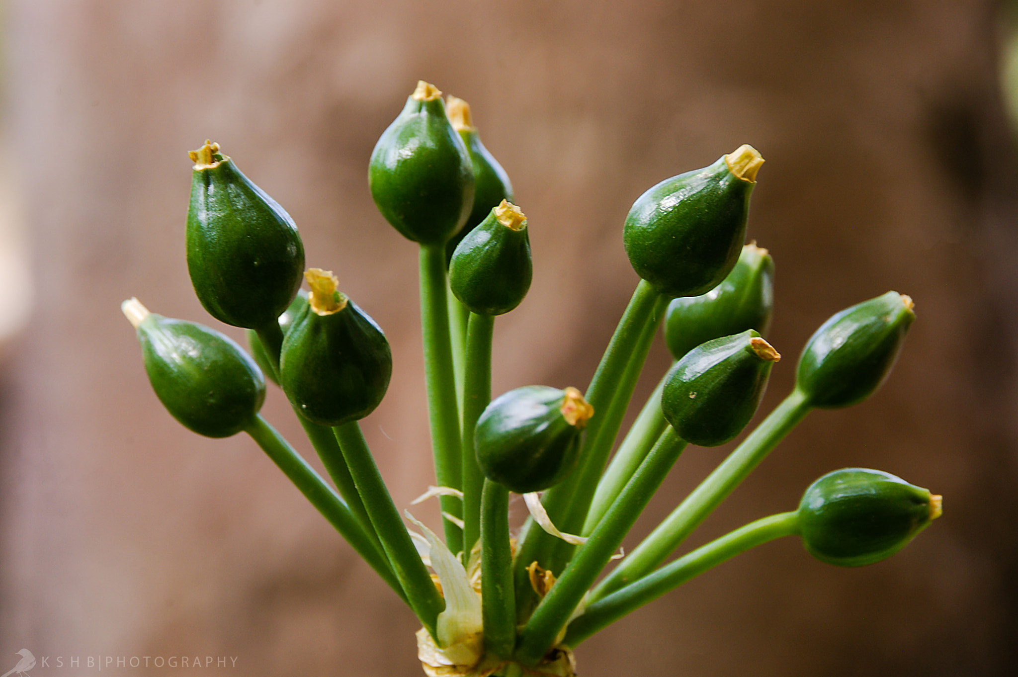 Tamron AF 18-200mm F3.5-6.3 XR Di II LD Aspherical (IF) Macro sample photo. After the flower photography
