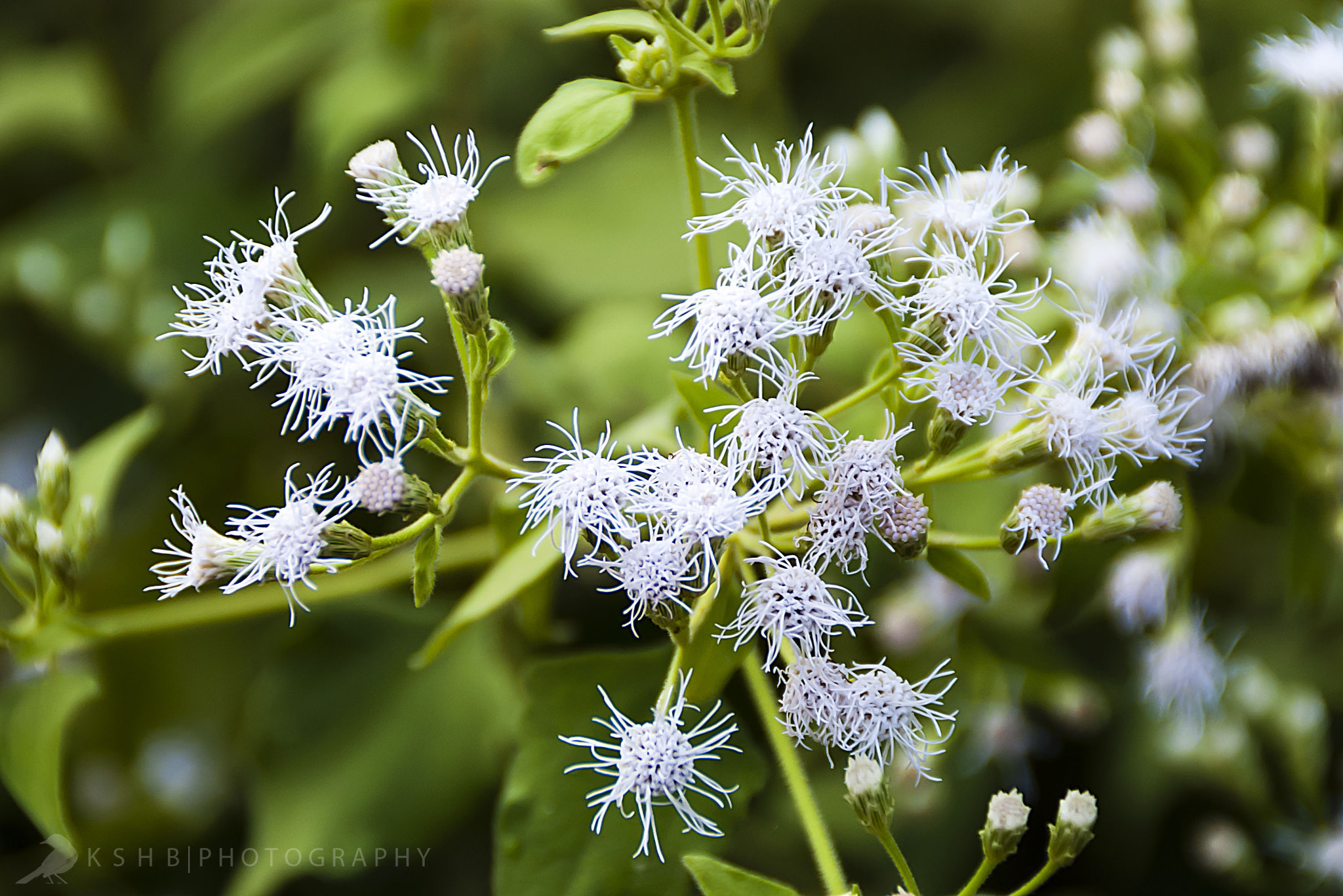Tamron AF 18-200mm F3.5-6.3 XR Di II LD Aspherical (IF) Macro sample photo. Tiny white flowers photography