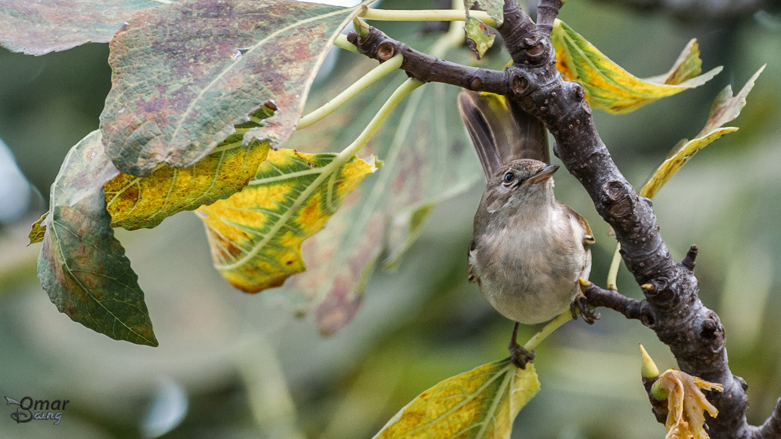 Pentax smc DA* 300mm F4.0 ED (IF) SDM sample photo. Sylvia communis - akgerdanlı ötleğen - common whitethroat photography