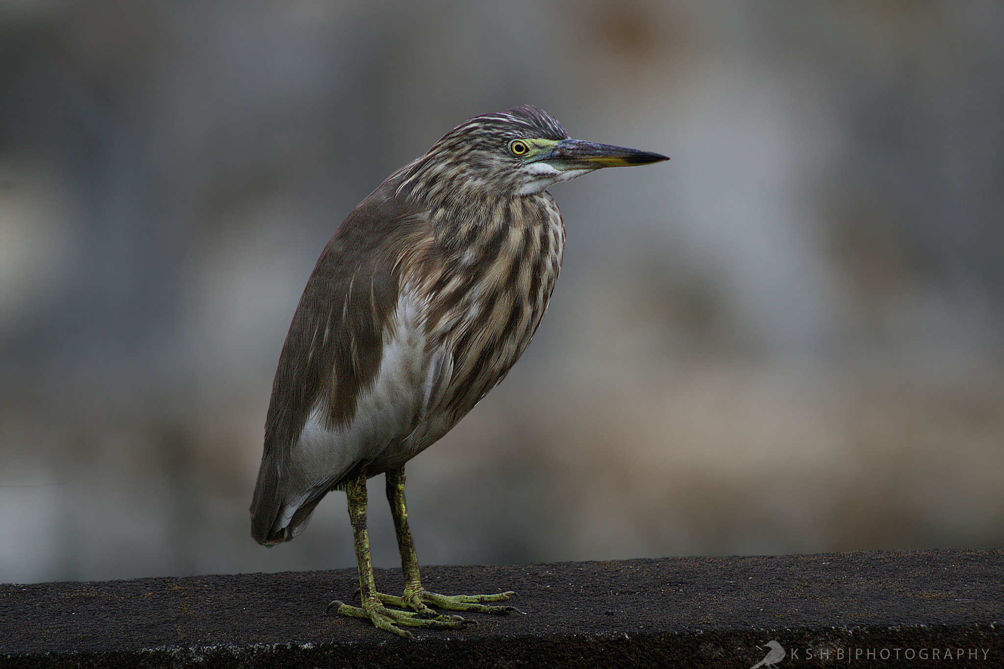 Canon EOS 400D (EOS Digital Rebel XTi / EOS Kiss Digital X) sample photo. Pond heron photography