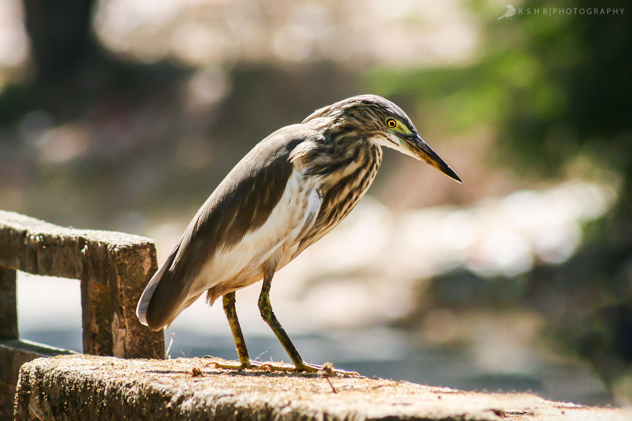 Canon EOS 400D (EOS Digital Rebel XTi / EOS Kiss Digital X) sample photo. Pond heron photography