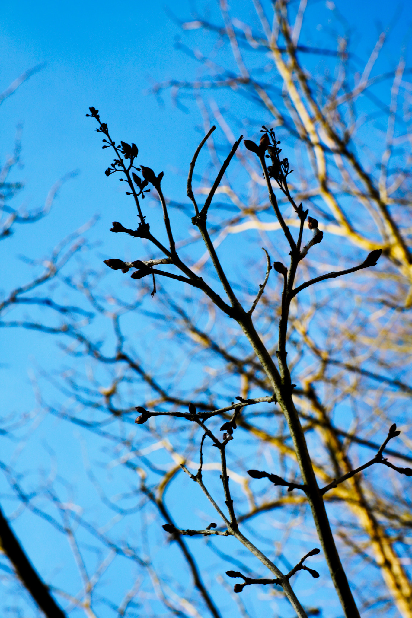 Canon EOS 760D (EOS Rebel T6s / EOS 8000D) sample photo. Les bourgeons photography