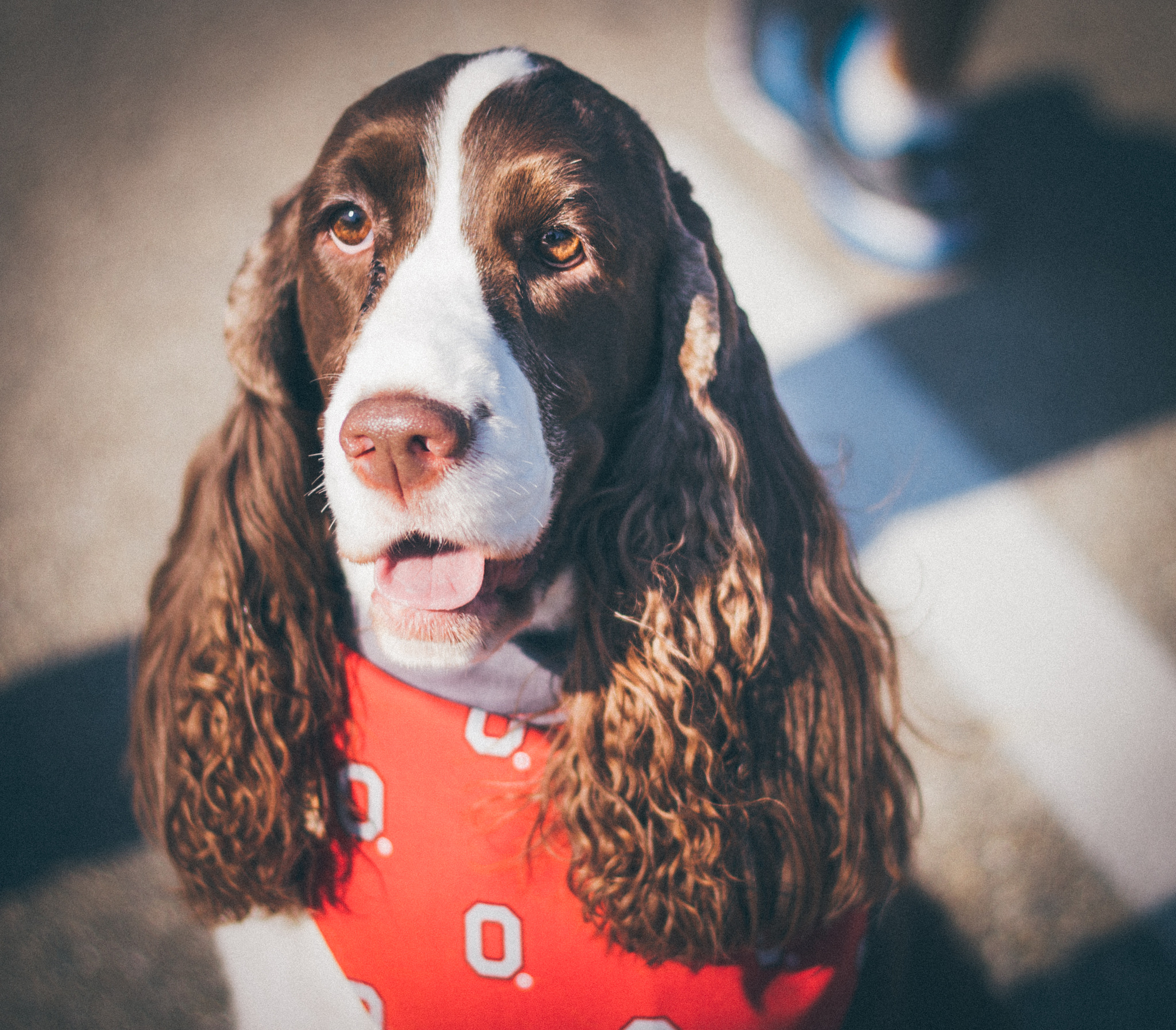 Canon EOS 550D (EOS Rebel T2i / EOS Kiss X4) sample photo. Springer spaniel photography