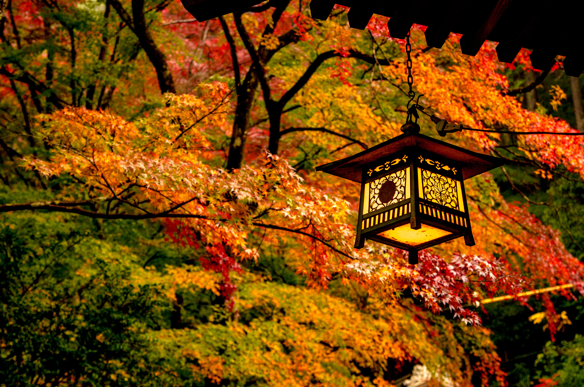 Pentax K-5 IIs sample photo. Autumn leaves photography