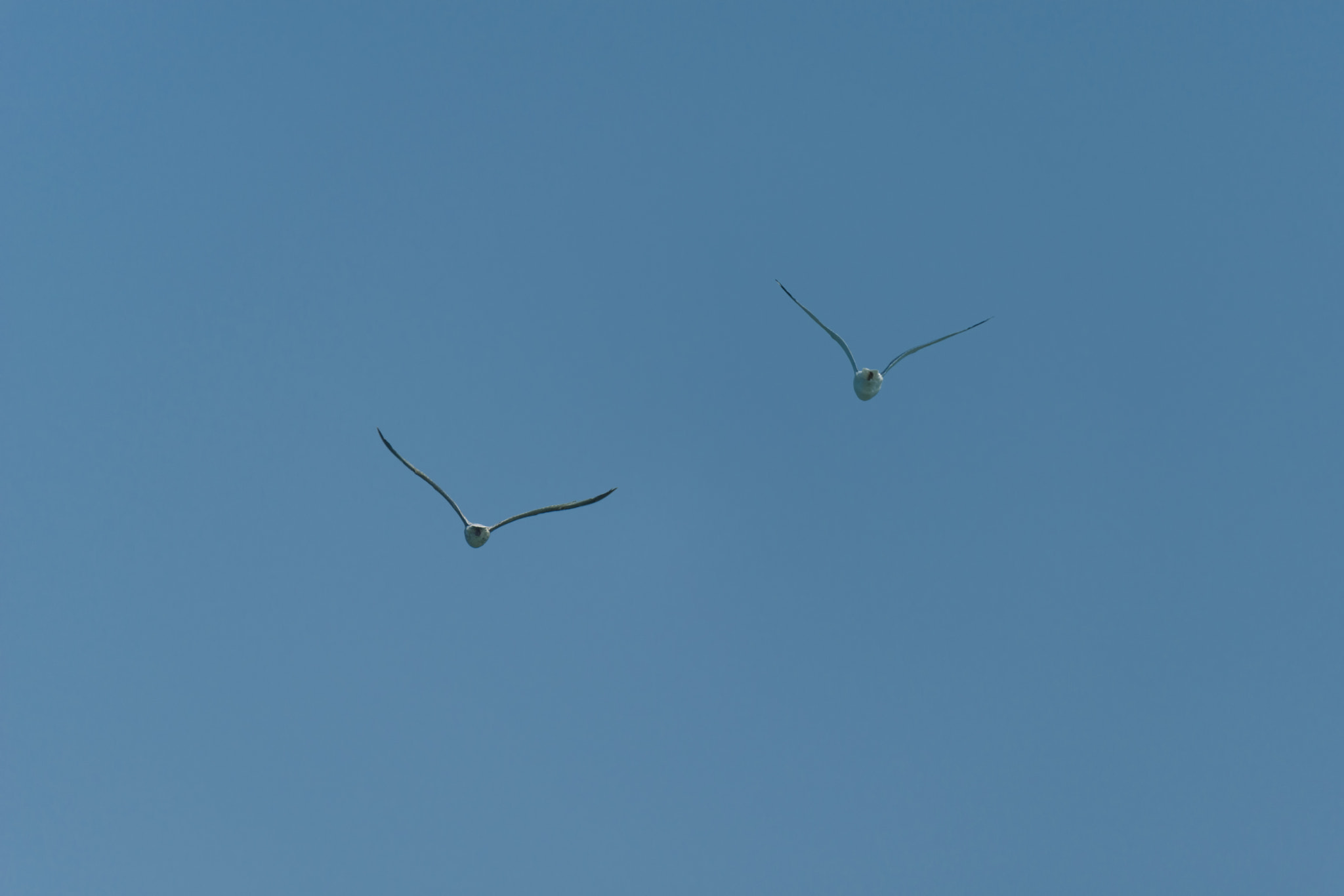 Sigma 150-600mm F5-6.3 DG OS HSM | S sample photo