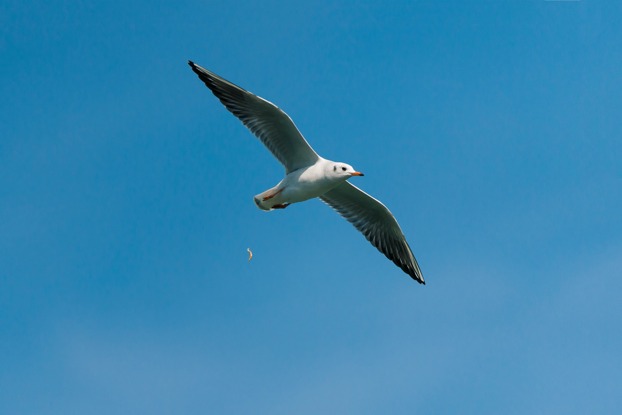 Sigma 150-600mm F5-6.3 DG OS HSM | S sample photo