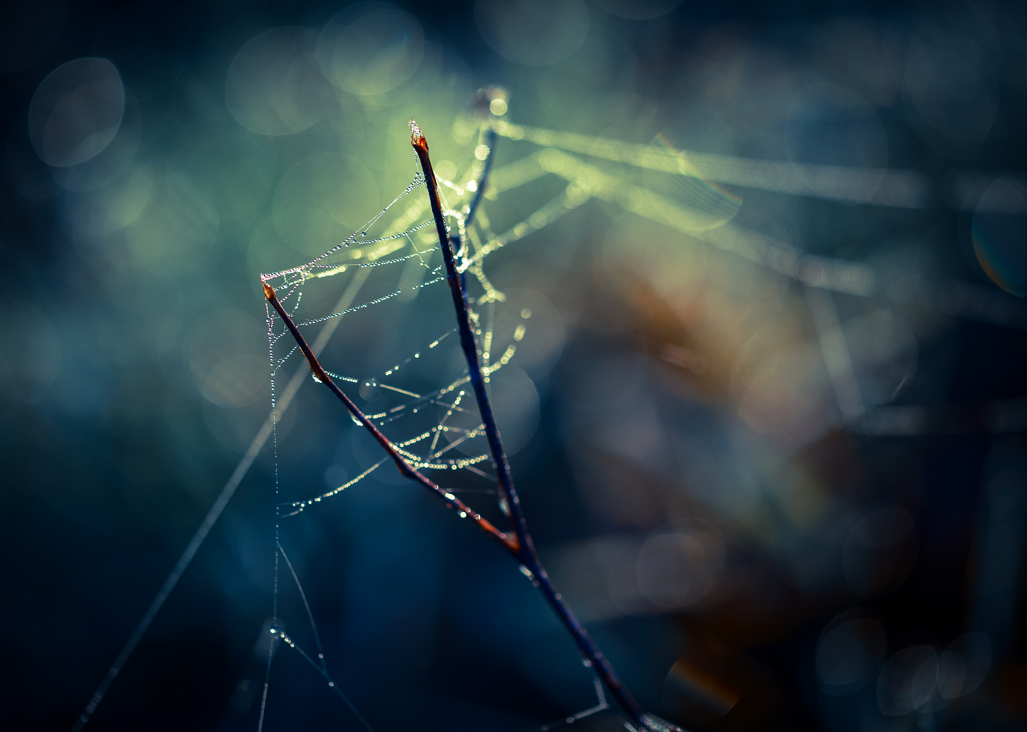 Sigma 105mm F2.8 EX DG OS HSM sample photo. Little drops... photography