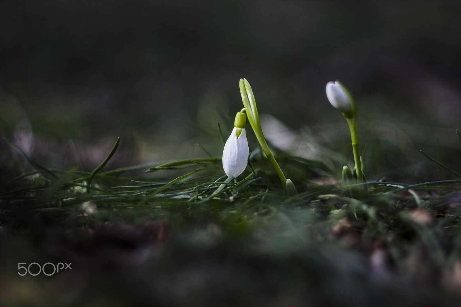 Canon EF 35-80mm f/4-5.6 sample photo. !! photography