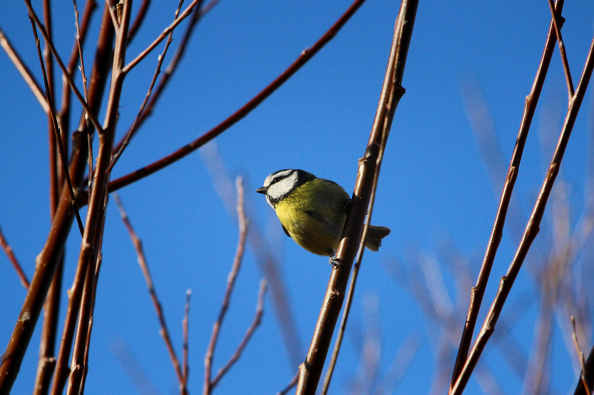 Canon EOS 600D (Rebel EOS T3i / EOS Kiss X5) + Sigma 150-500mm F5-6.3 DG OS HSM sample photo. Mellow yellow photography