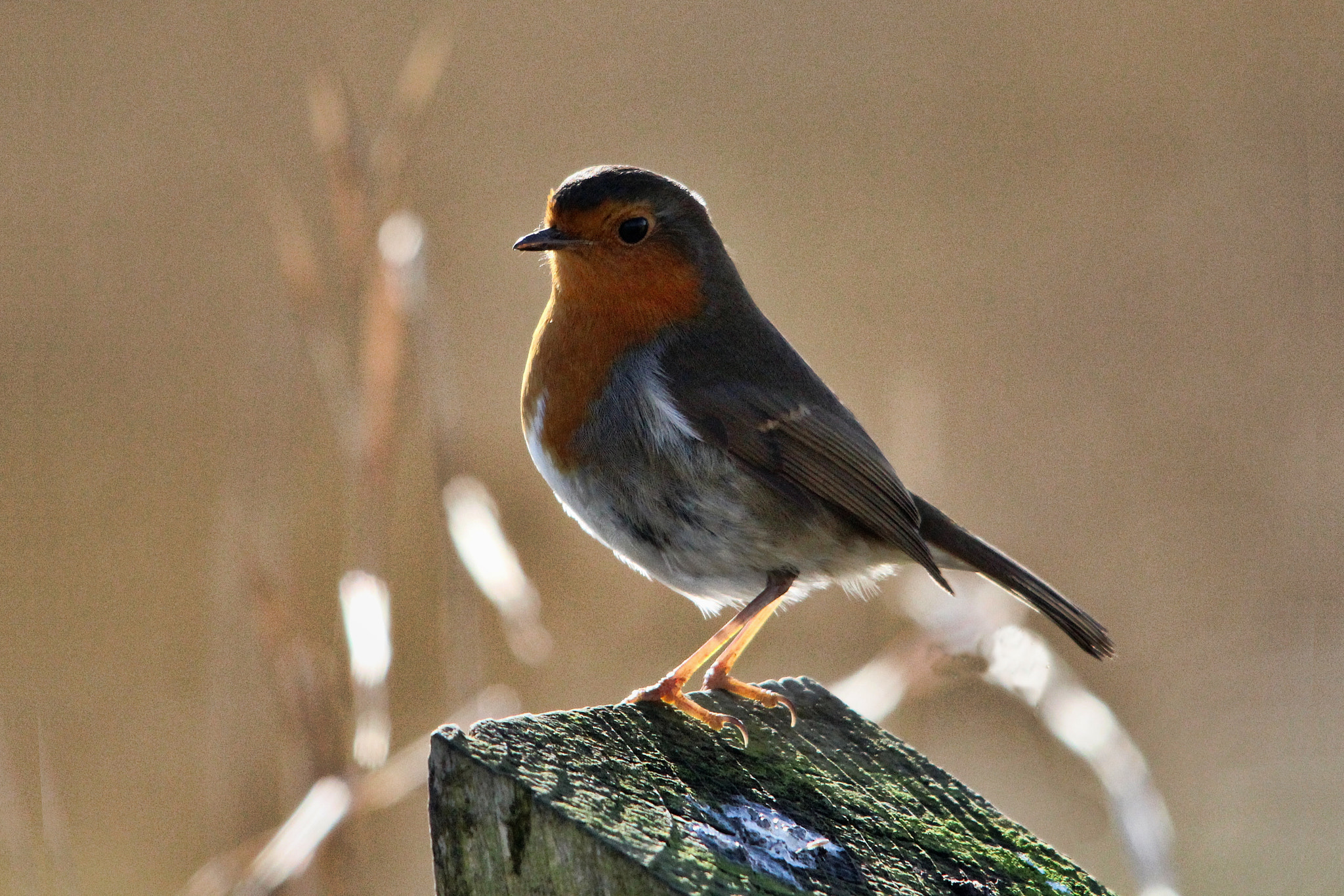 Sigma 150-500mm F5-6.3 DG OS HSM sample photo. Robin red breast photography
