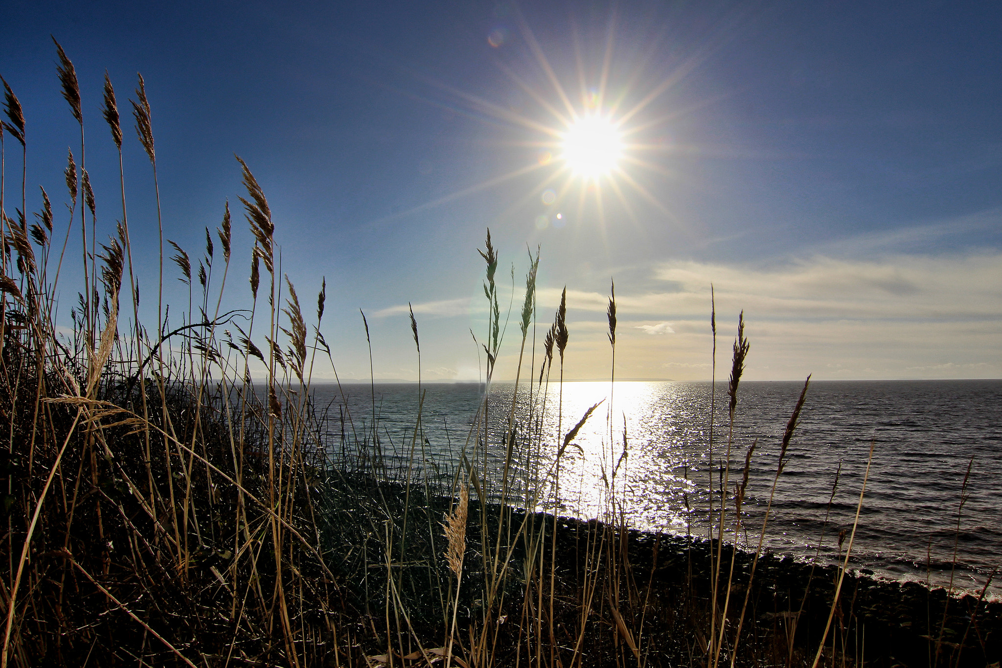 Tokina AT-X Pro 12-24mm F4 (IF) DX sample photo. Ears photography