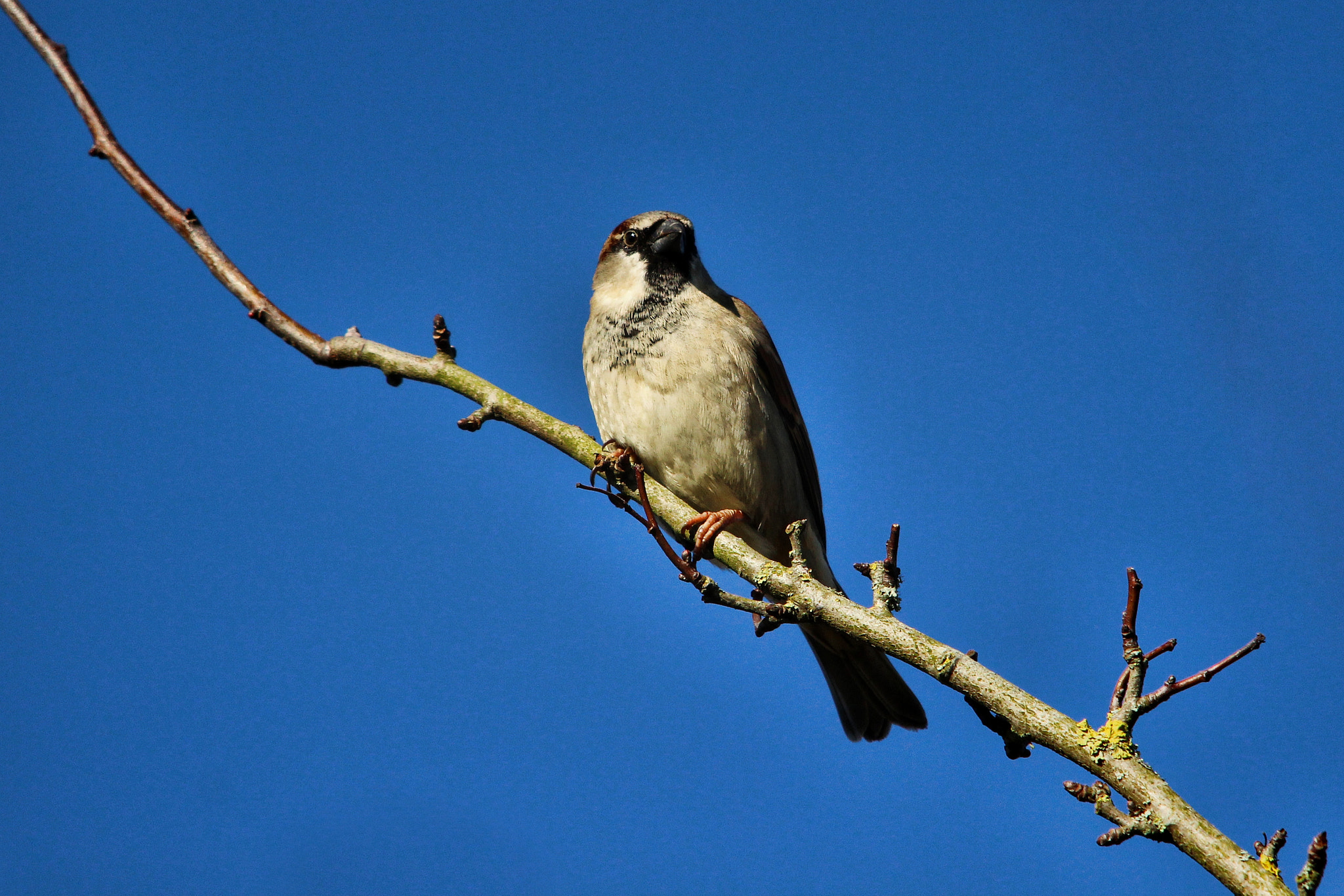 Sigma 150-500mm F5-6.3 DG OS HSM sample photo. Hawk eye photography