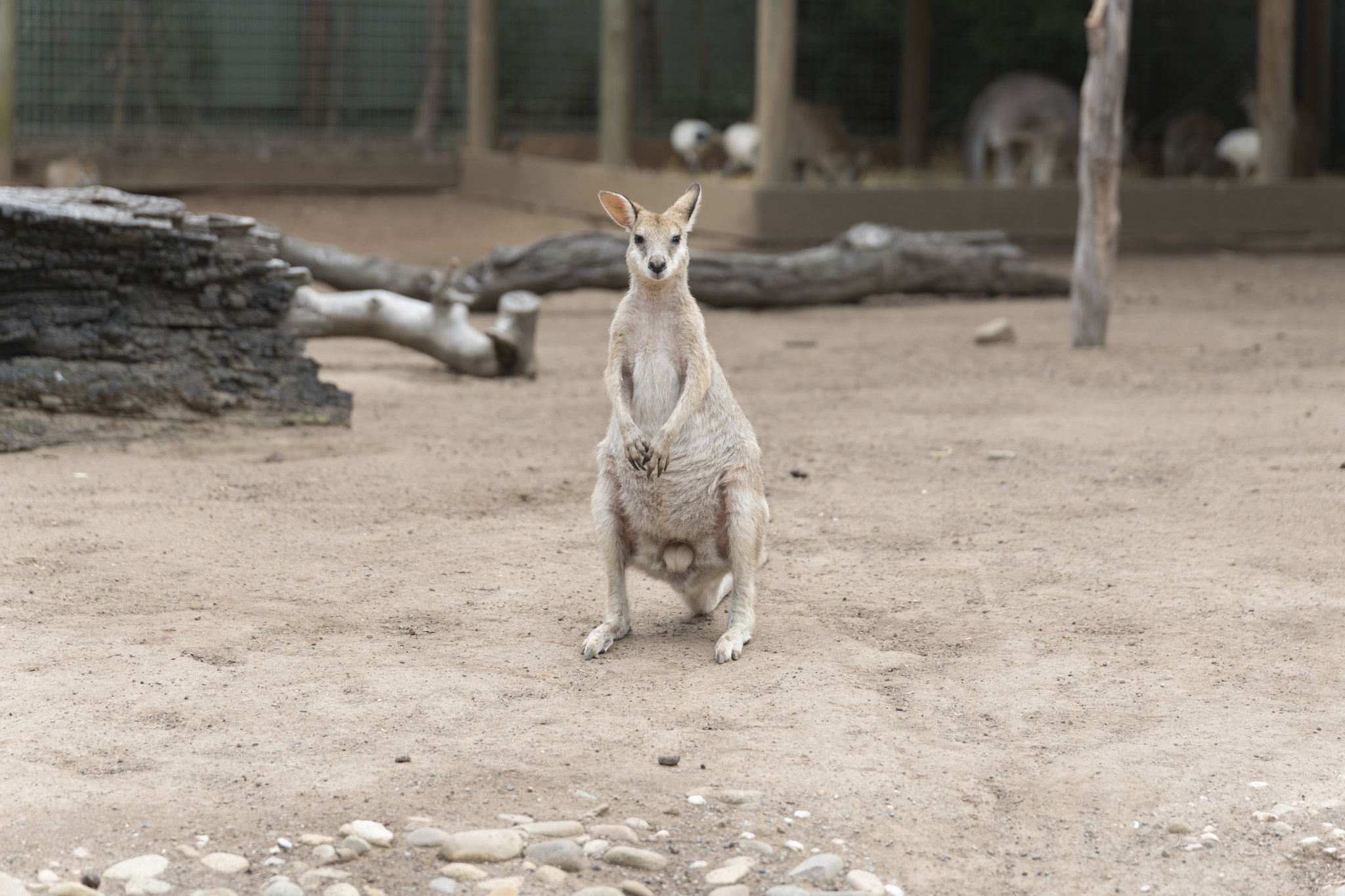 Sony a7R II sample photo. Wallaroo-1 photography