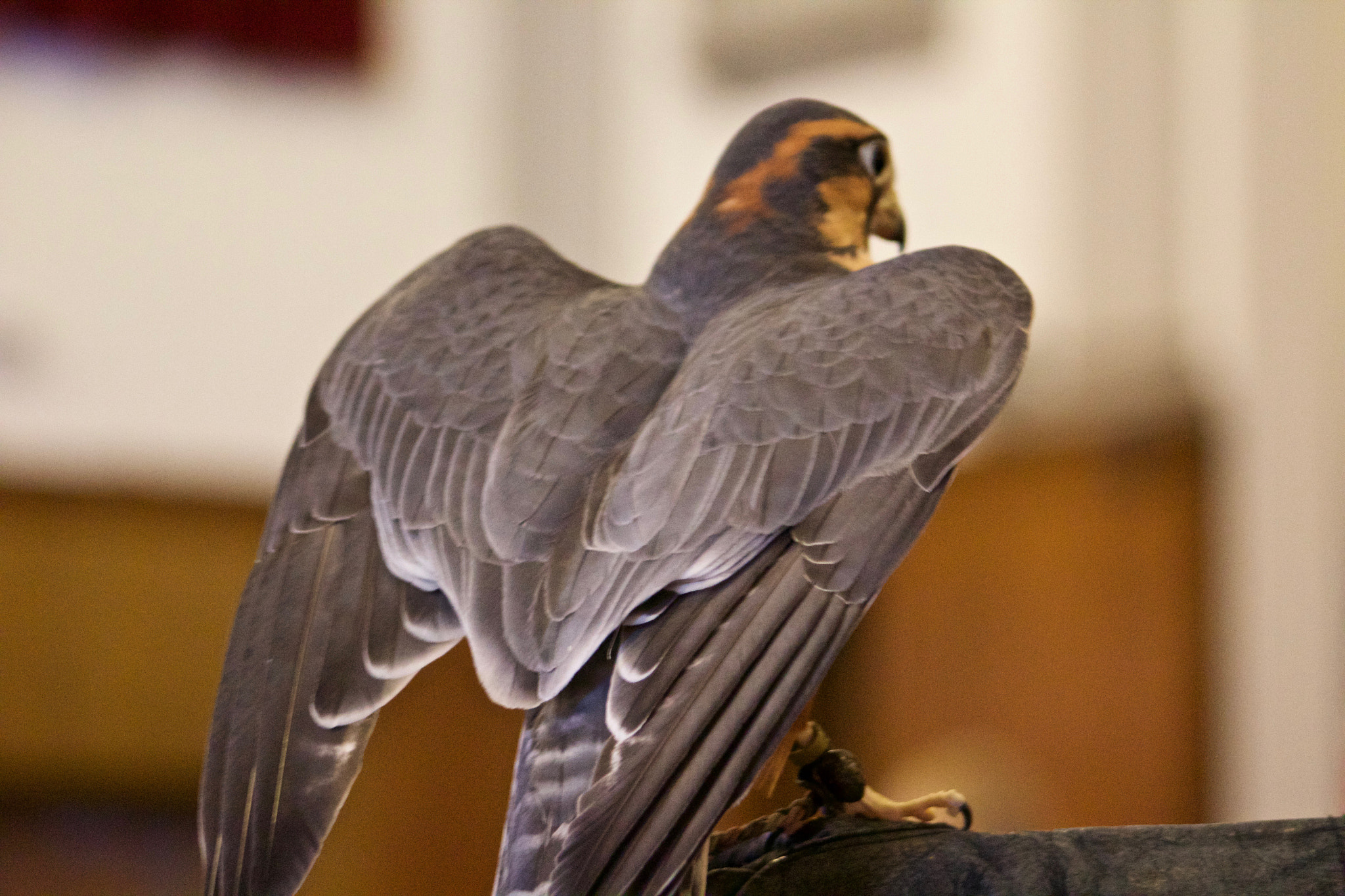 Canon EF 75-300mm f/4-5.6 USM sample photo. Esteban the aplomado falcon photography