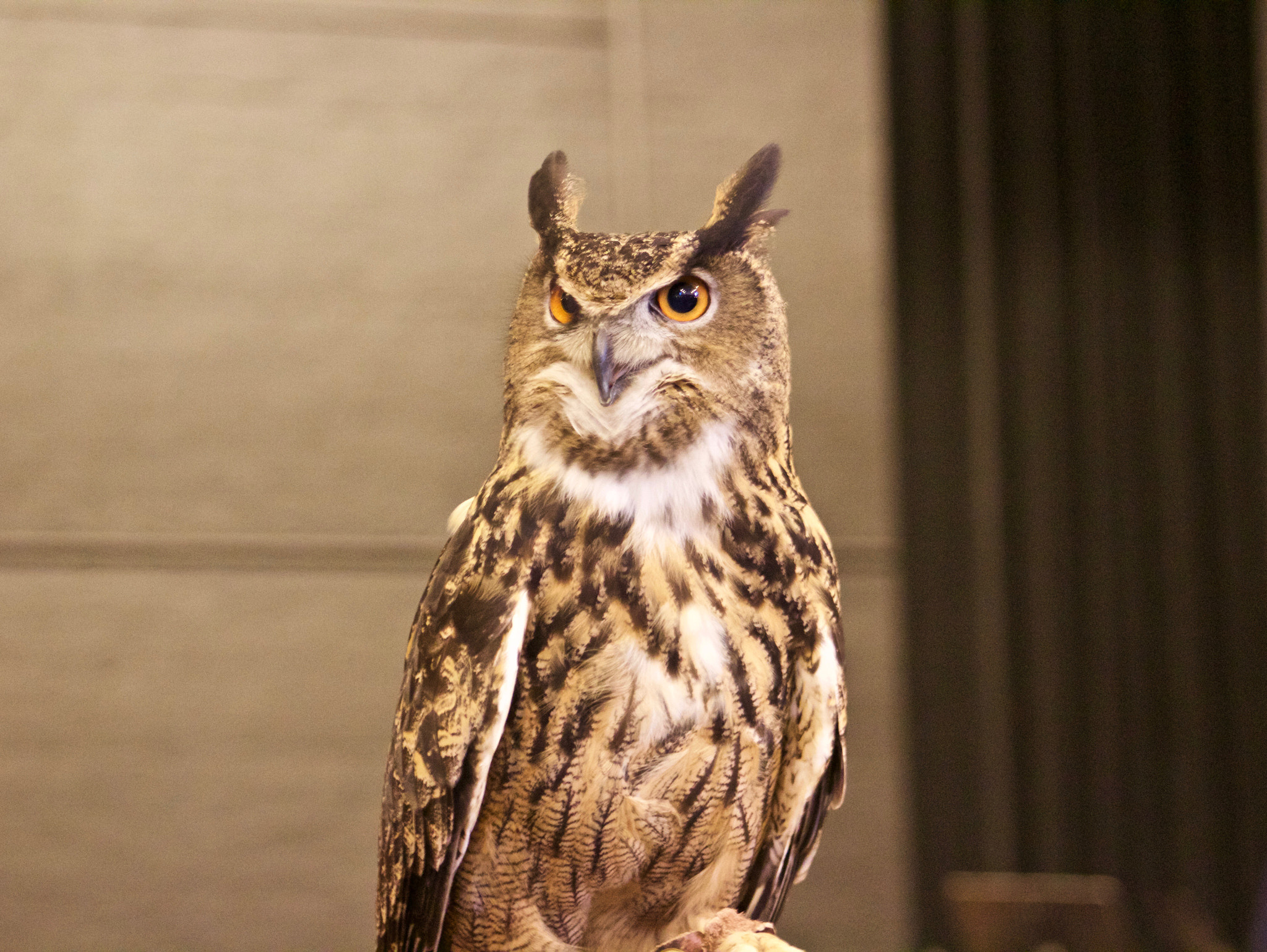 Canon EF 75-300mm f/4-5.6 USM sample photo. Wyatt the eagle owl photography