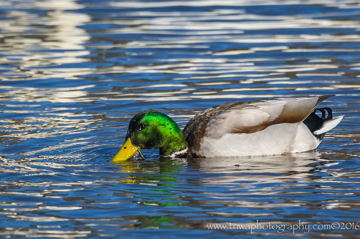Nikon AF-S Nikkor 200-500mm F5.6E ED VR sample photo. Observe, learn & photograph photography