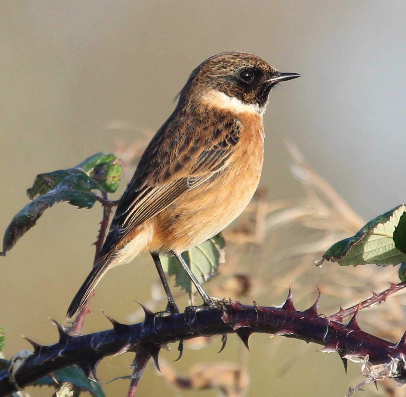Canon EF 100-400mm F4.5-5.6L IS USM sample photo. Stonechat photography