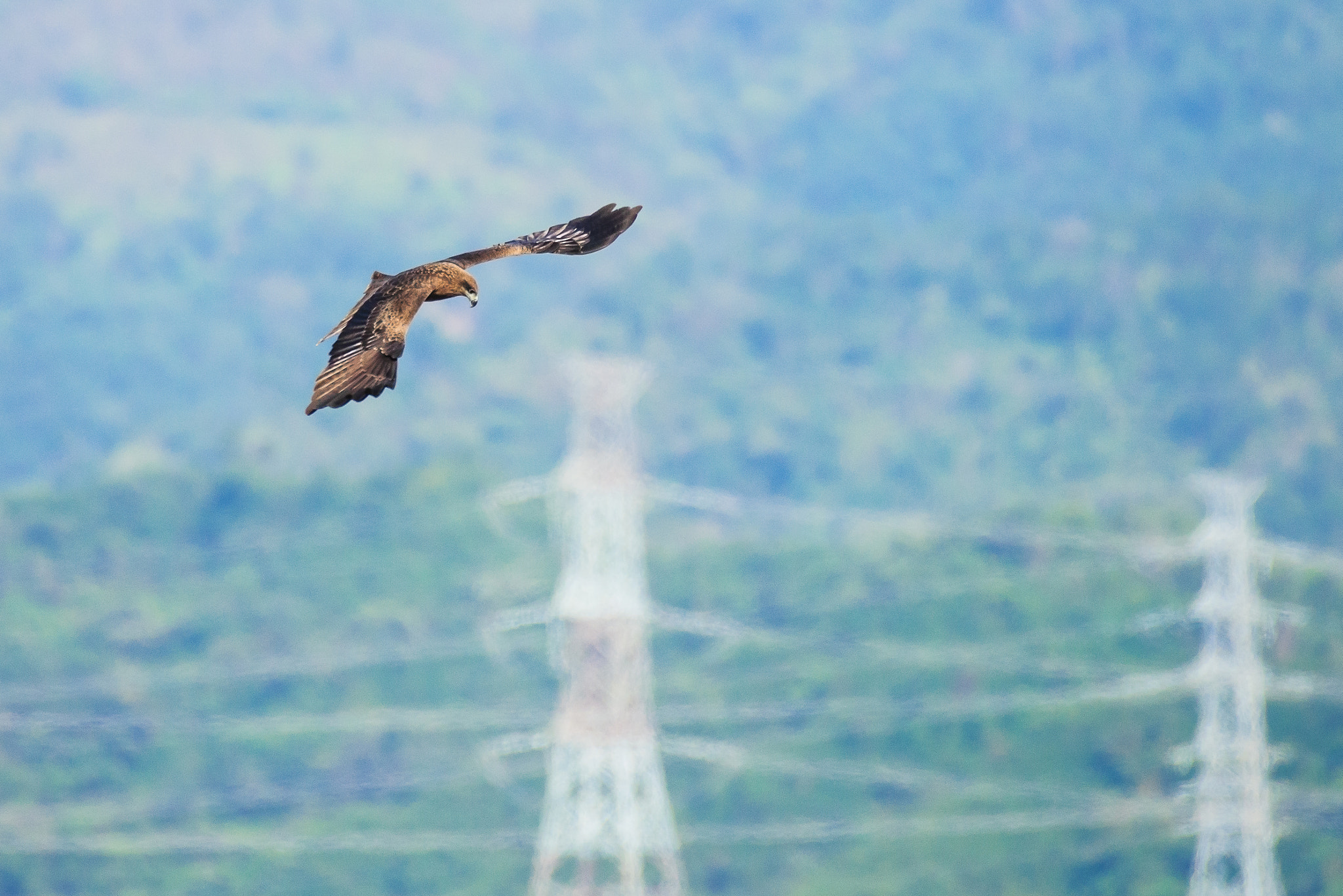 Nikon AF-S Nikkor 200-500mm F5.6E ED VR sample photo. The eagle soars the sky photography