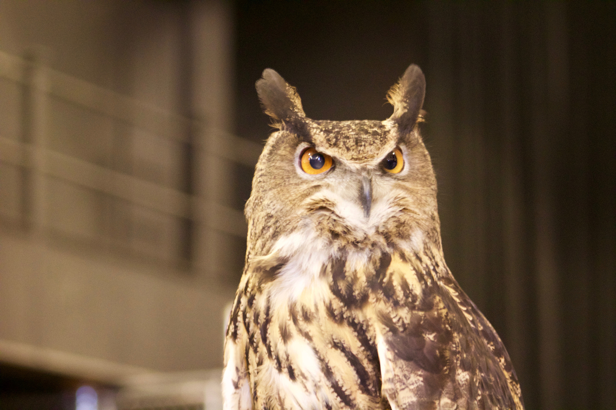 Canon EF 75-300mm f/4-5.6 USM sample photo. Wyatt the eagle owl photography