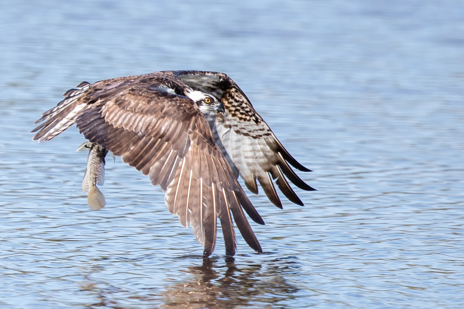 Canon EOS-1D X Mark II + Canon EF 500mm F4L IS II USM sample photo. Osprey photography