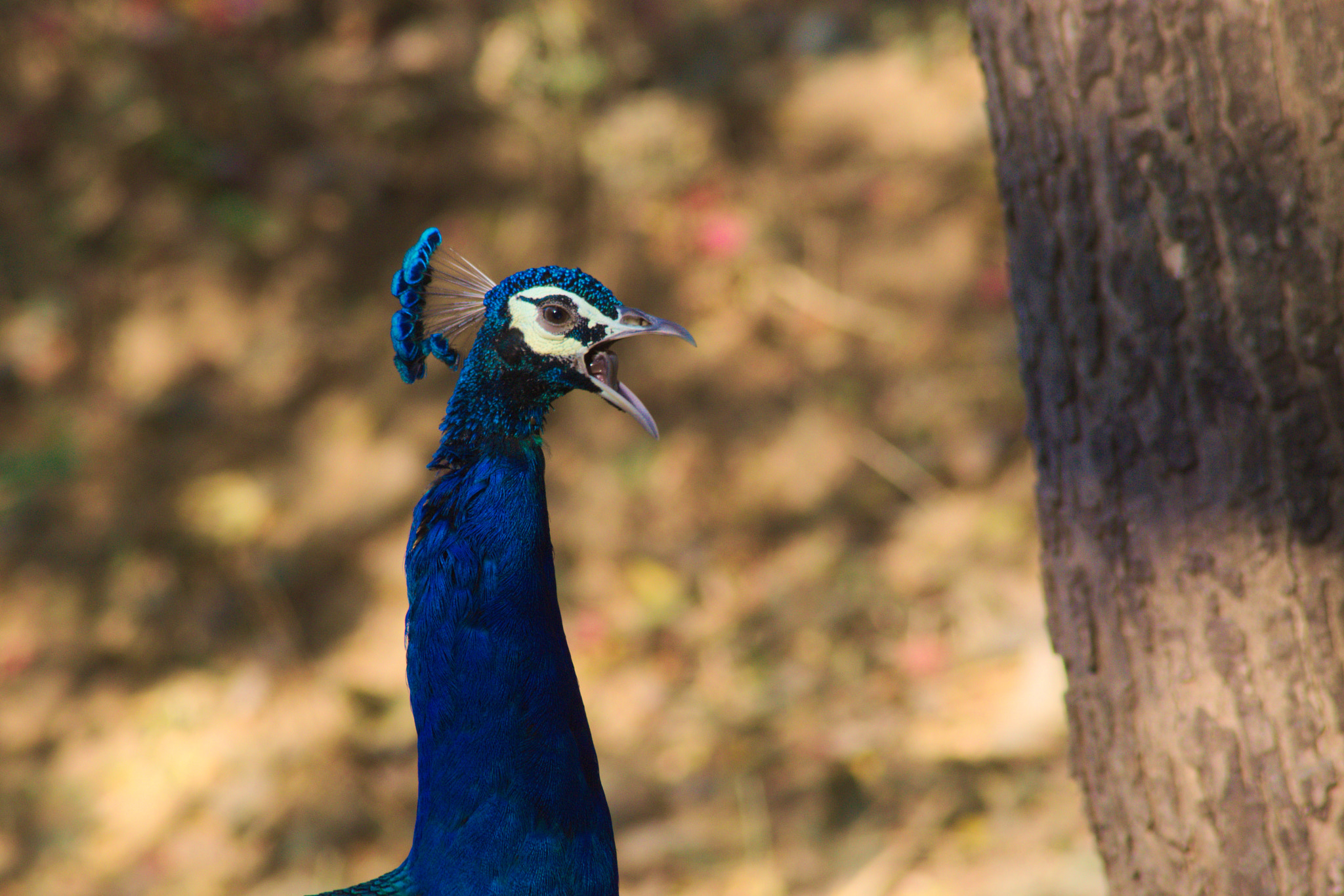 Nikon AF Nikkor 70-300mm F4-5.6G sample photo. Peacock photography