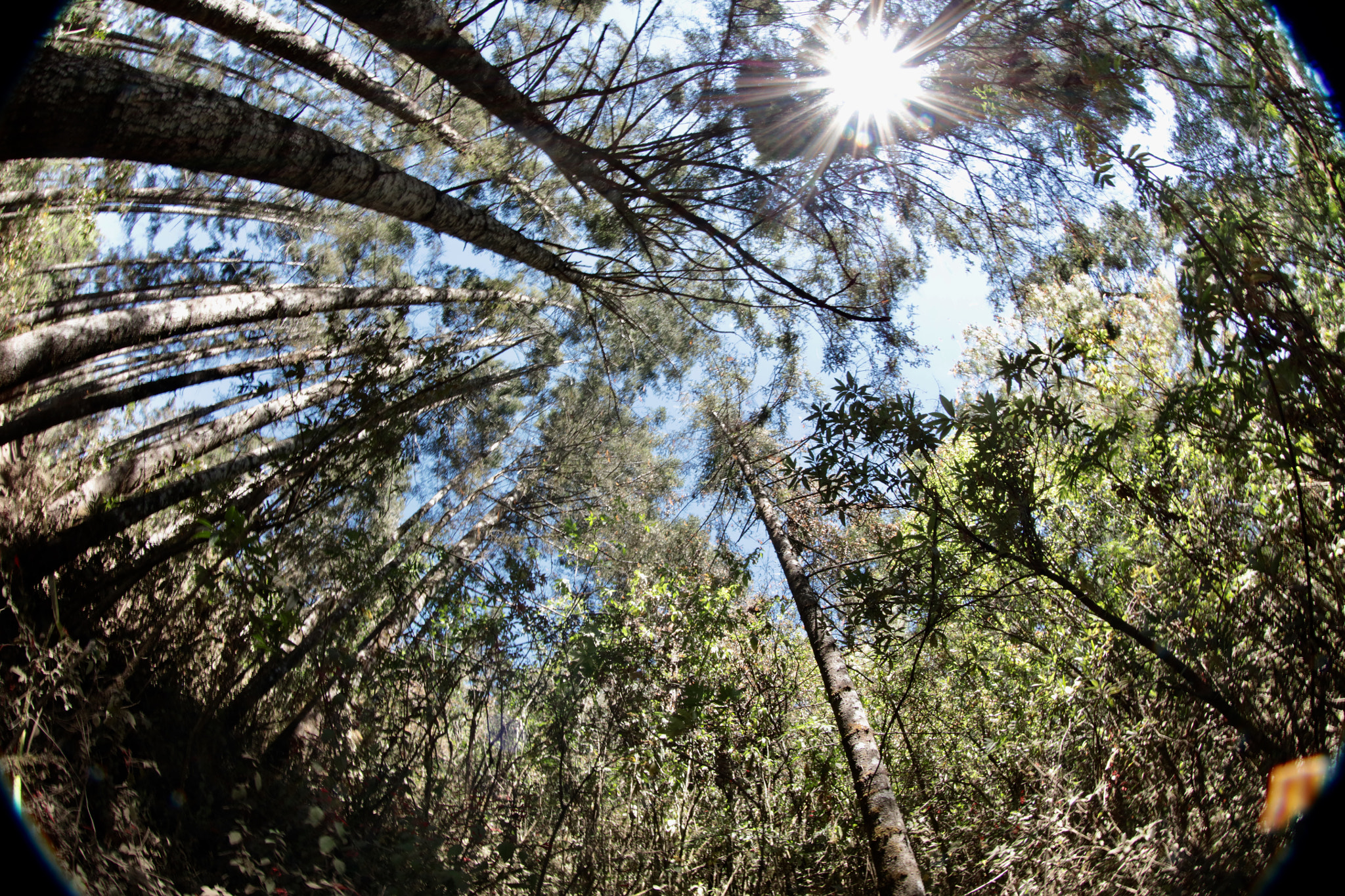 Canon EF 8-15mm F4L Fisheye USM sample photo. Forest in mexico where the monarch butterflies spend the winter, then return to canada photography