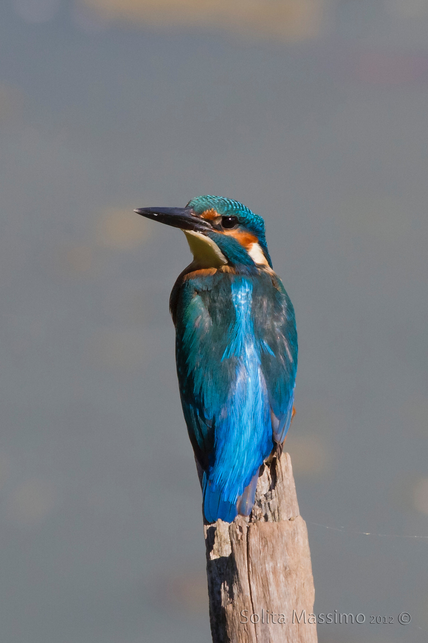 Canon EOS 7D + Canon EF 400mm F2.8L IS USM sample photo. Kingfisher photography