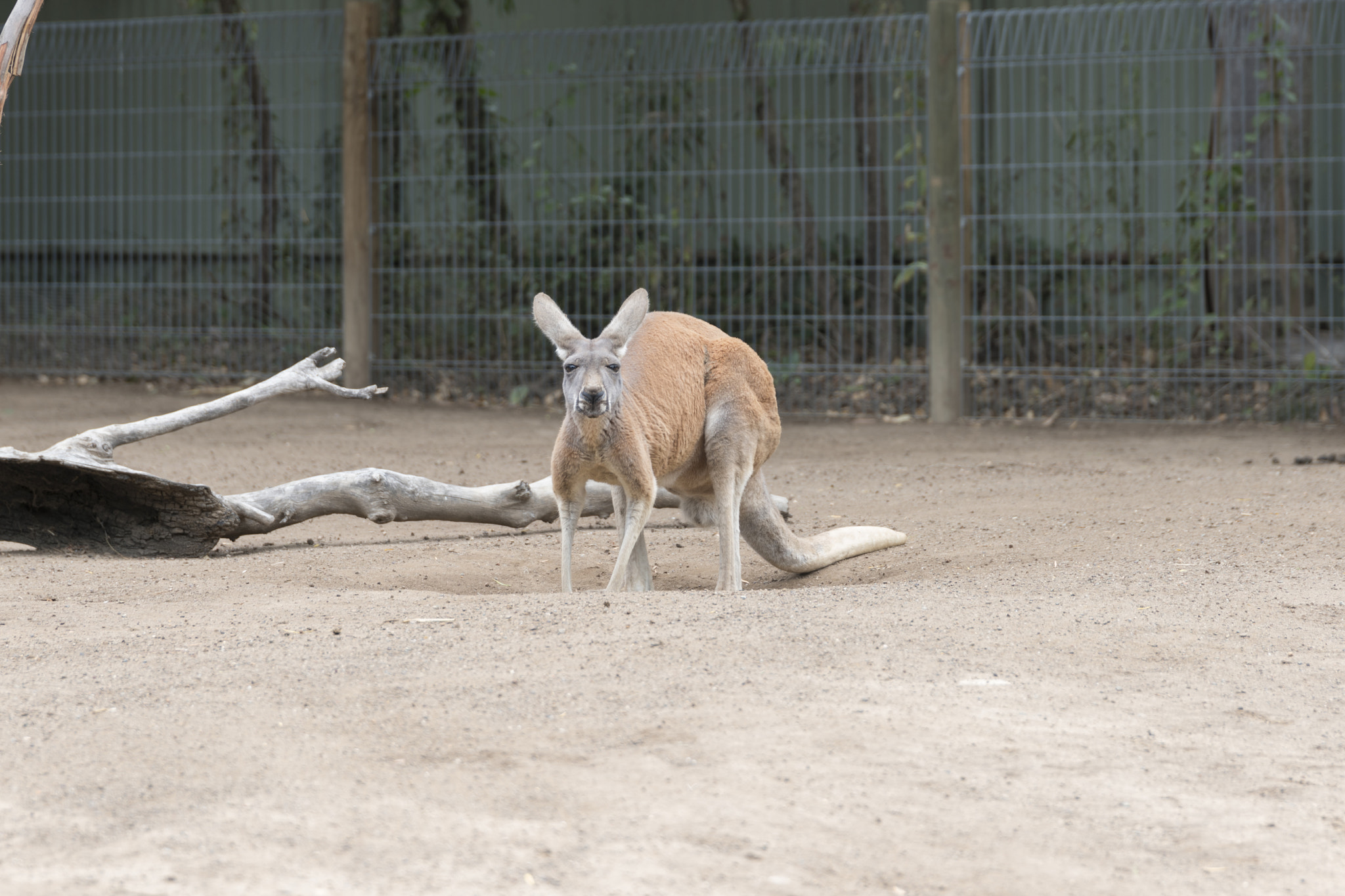 Sony a7R II + Canon 24-105mm F4 DG OS HSM | Art 013 sample photo. Wallaroo-2 photography