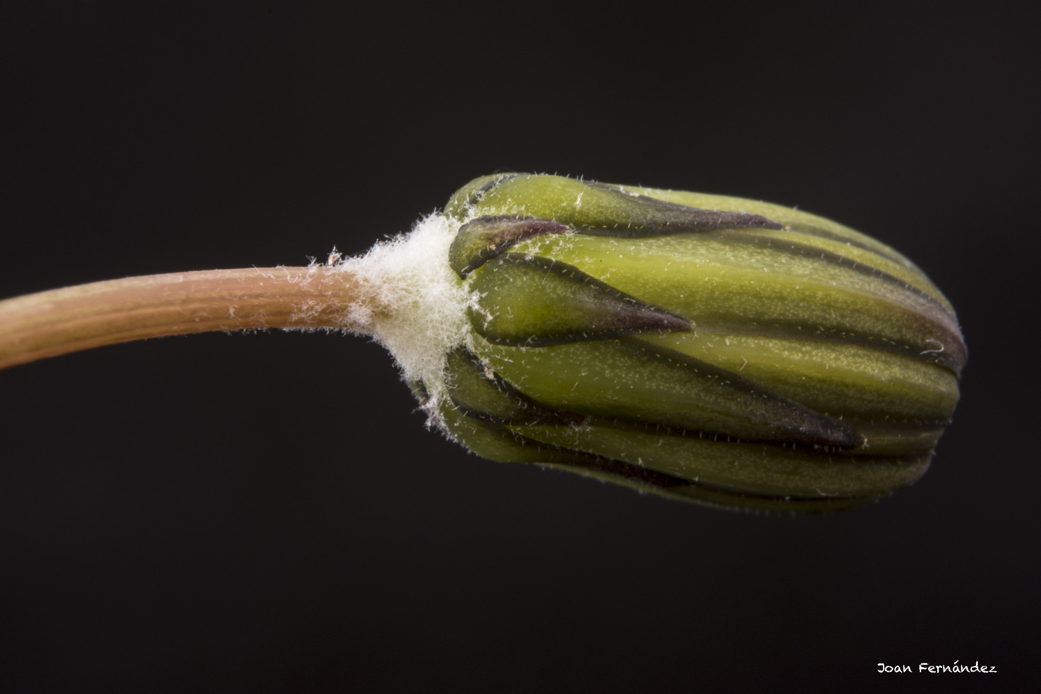 Nikon D7200 sample photo. A new flower photography