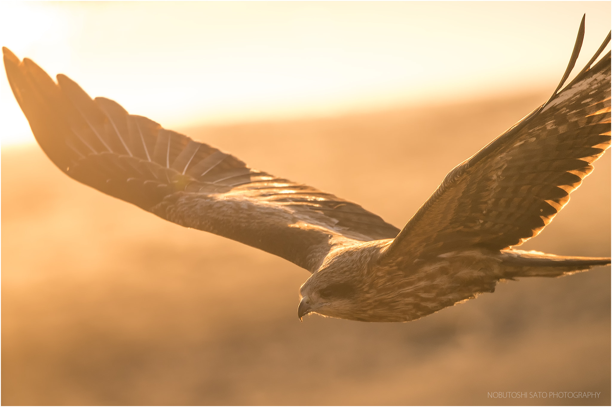 Nikon D500 sample photo. Black kite photography