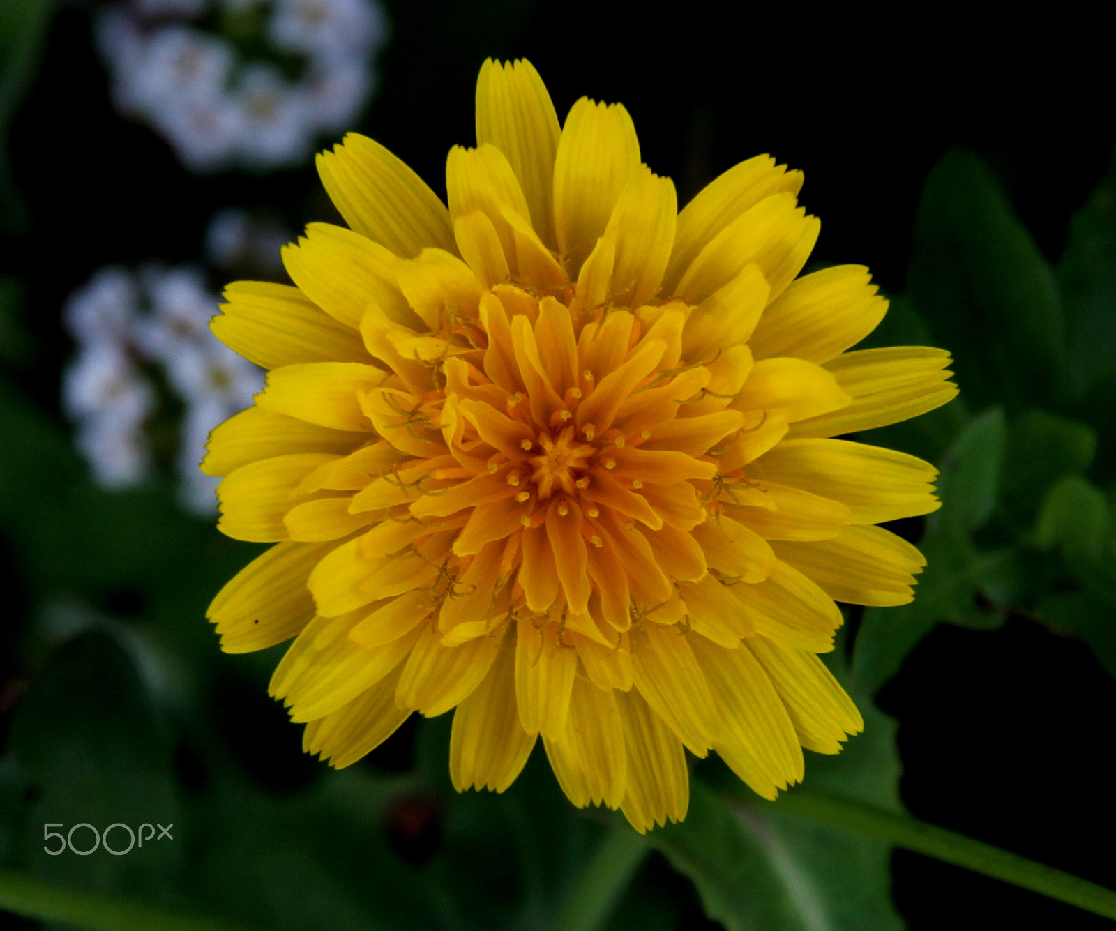Canon EOS 1100D (EOS Rebel T3 / EOS Kiss X50) sample photo. Yellow photography