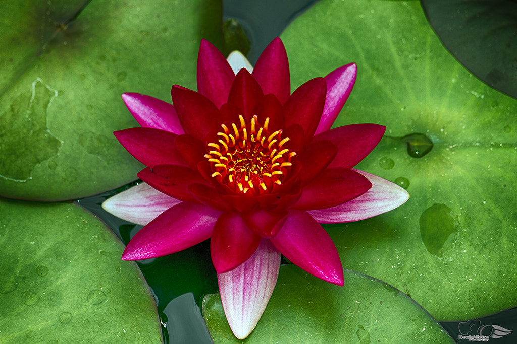 Canon EF-S 55-250mm F4-5.6 IS sample photo. Mg photography