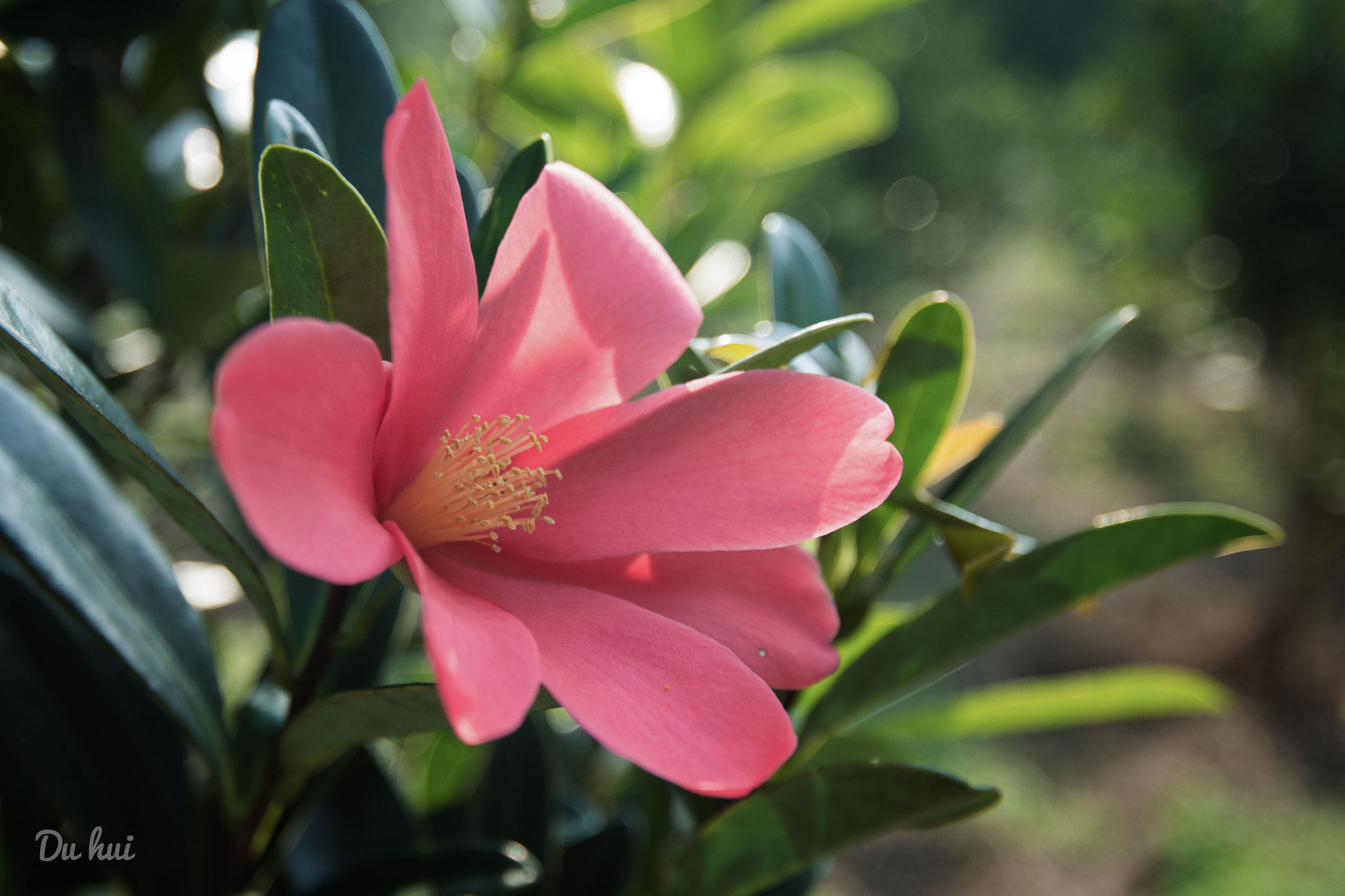 Nikon AF-S Nikkor 16-35mm F4G ED VR sample photo. 国家一级保护植物~杜鹃红山茶 photography