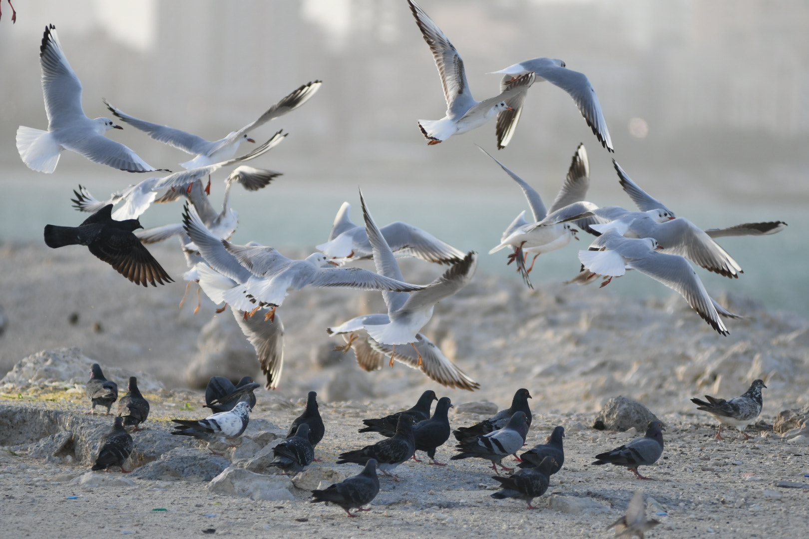 Nikon D500 sample photo. Bahrain birds photography