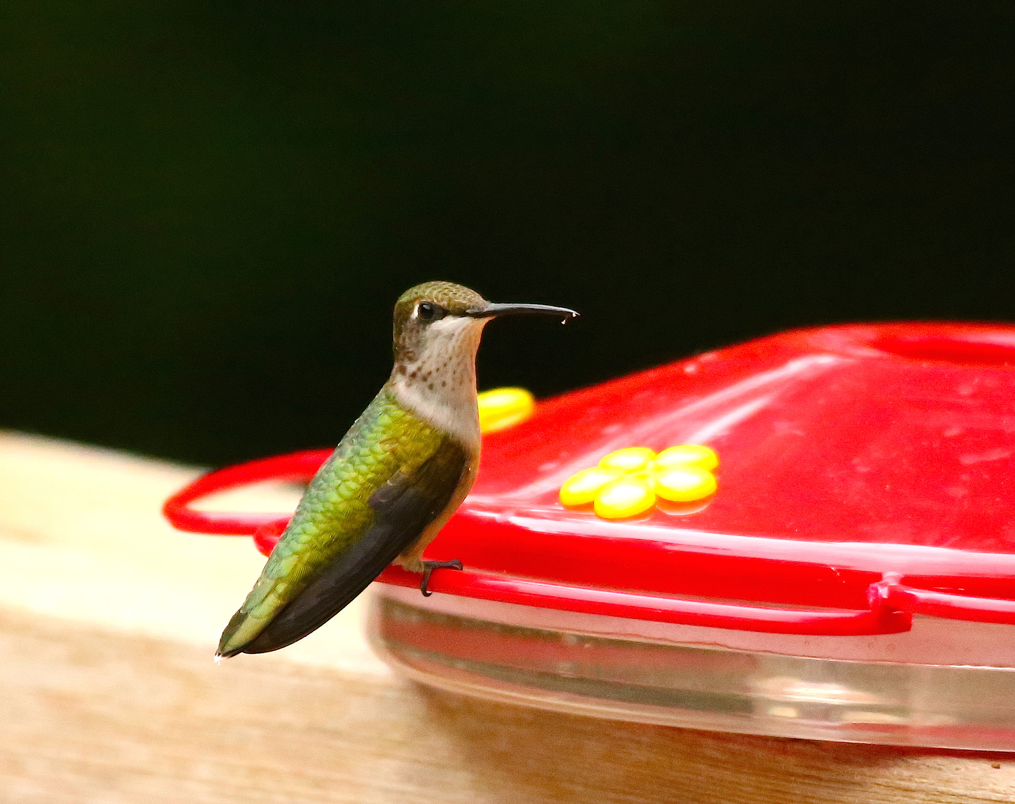 Canon EOS 6D sample photo. Hummingbird portrait photography