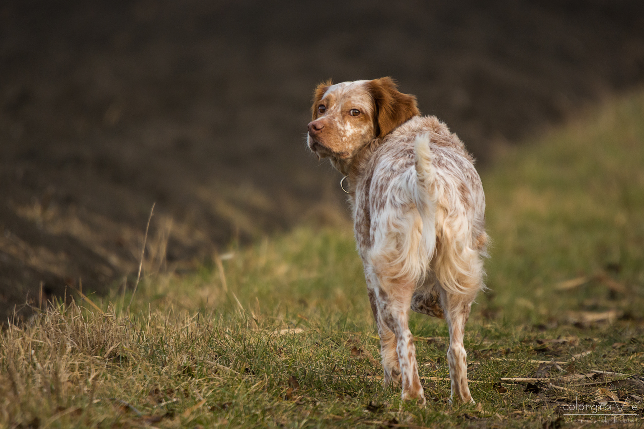 Nikon D5200 + Sigma 70-200mm F2.8 EX DG OS HSM sample photo. Look back photography