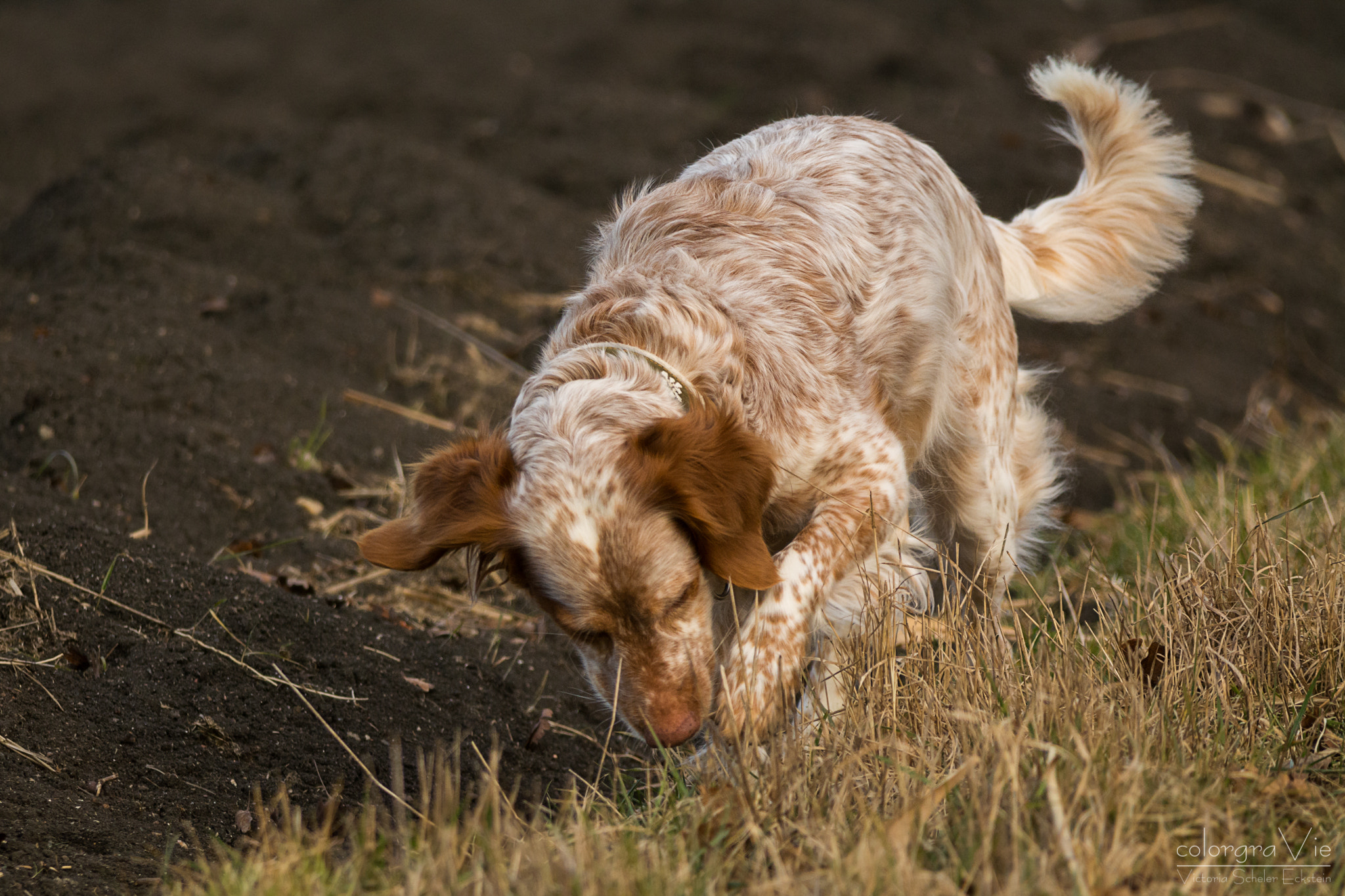 Sigma 70-200mm F2.8 EX DG OS HSM sample photo. Mouse hunting photography