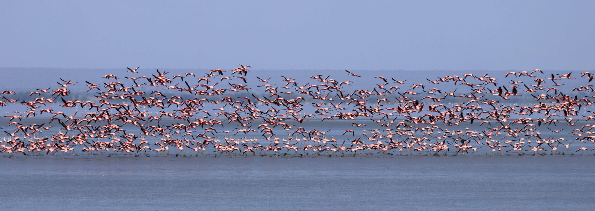 Canon EOS 80D sample photo. Lesser flamingoes in lake manyara, tanzania photography