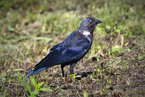 Jackdaw - 4 shot by Nick Patrin on 500px.com