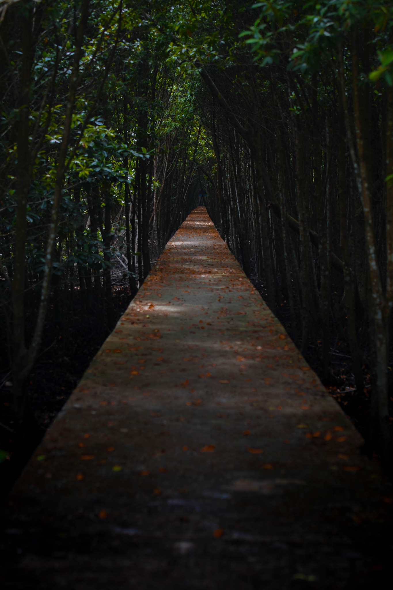 Nikon D5500 sample photo. It's a trap photography