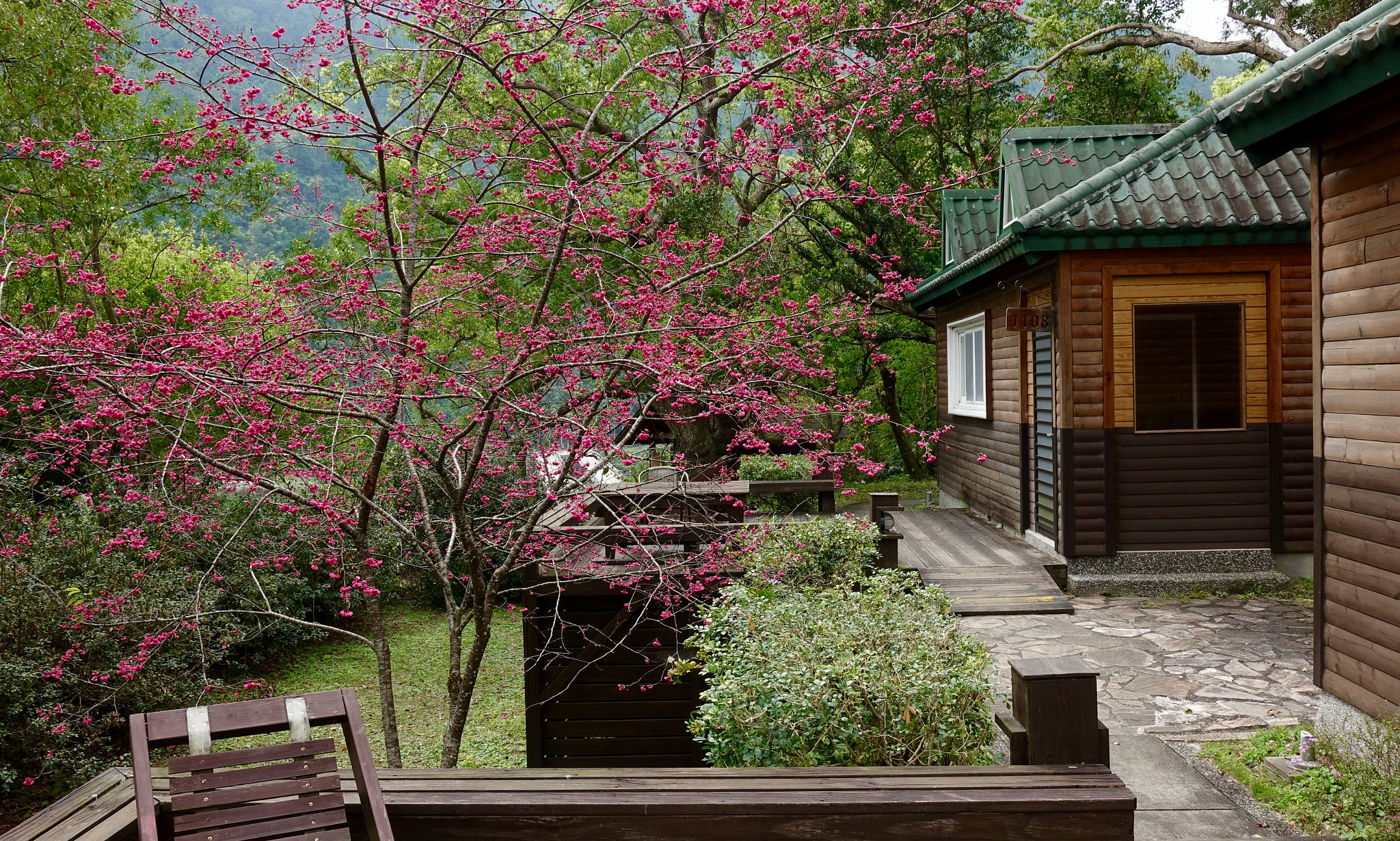 Sony DSC-RX100M5 sample photo. Early spring of chilan village 棲蘭山莊 photography