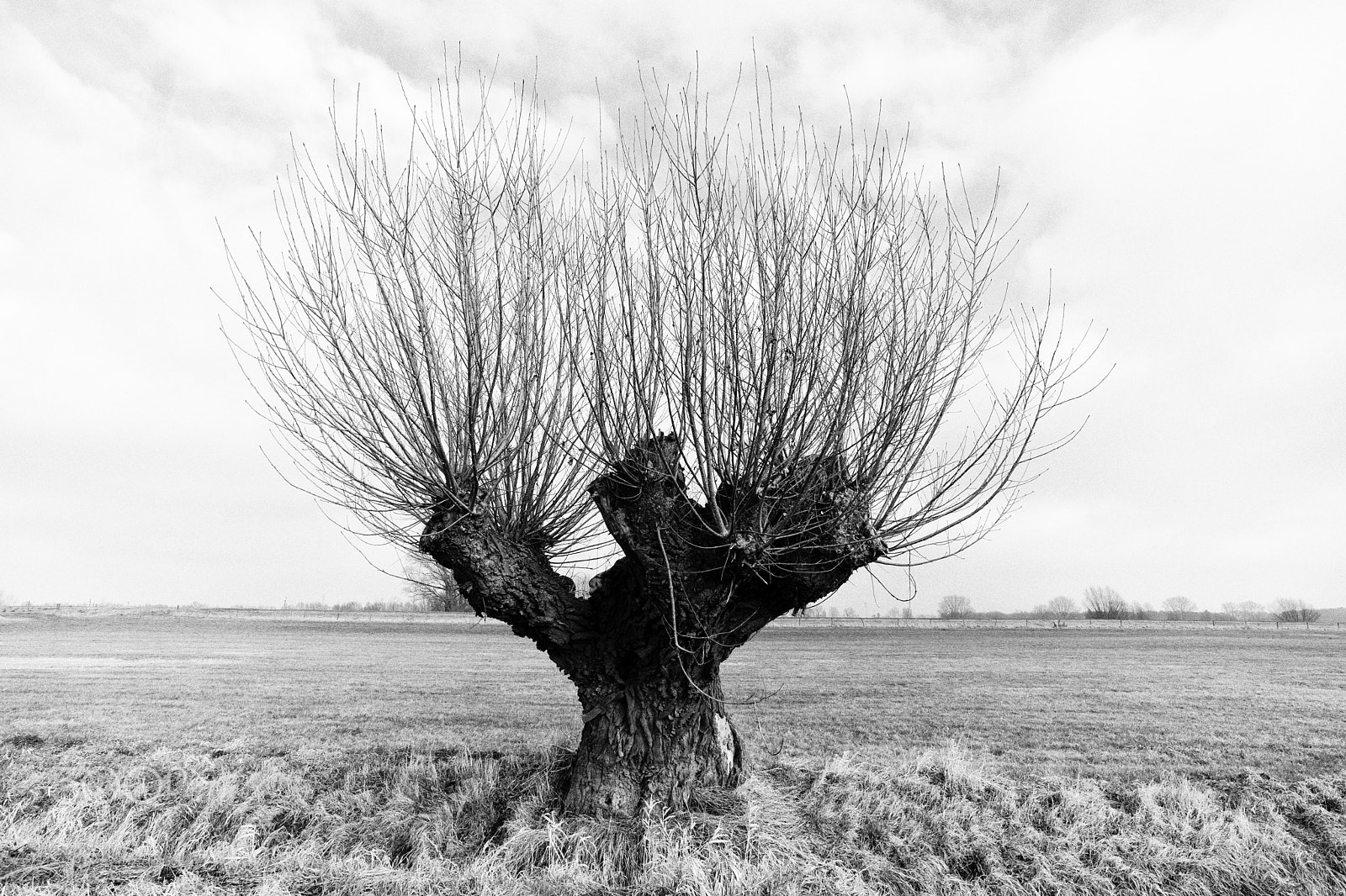 ZEISS Touit 12mm F2.8 sample photo. Pollard willow, weerdseweg, wilp, the netherlands photography