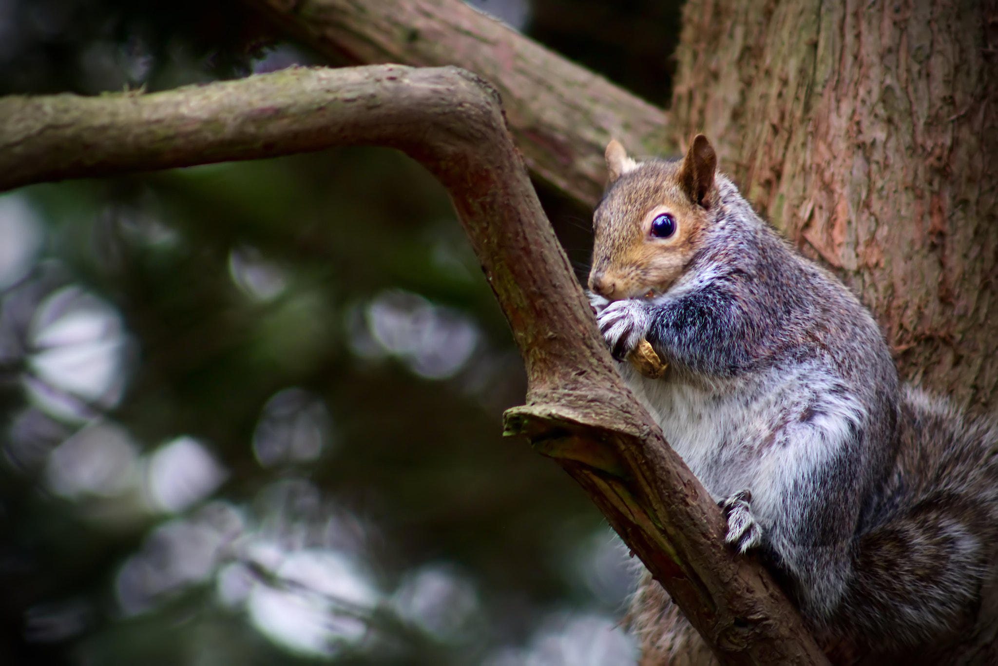 Canon EOS 70D + EF75-300mm f/4-5.6 sample photo. Squirrel by antonellamess photography
