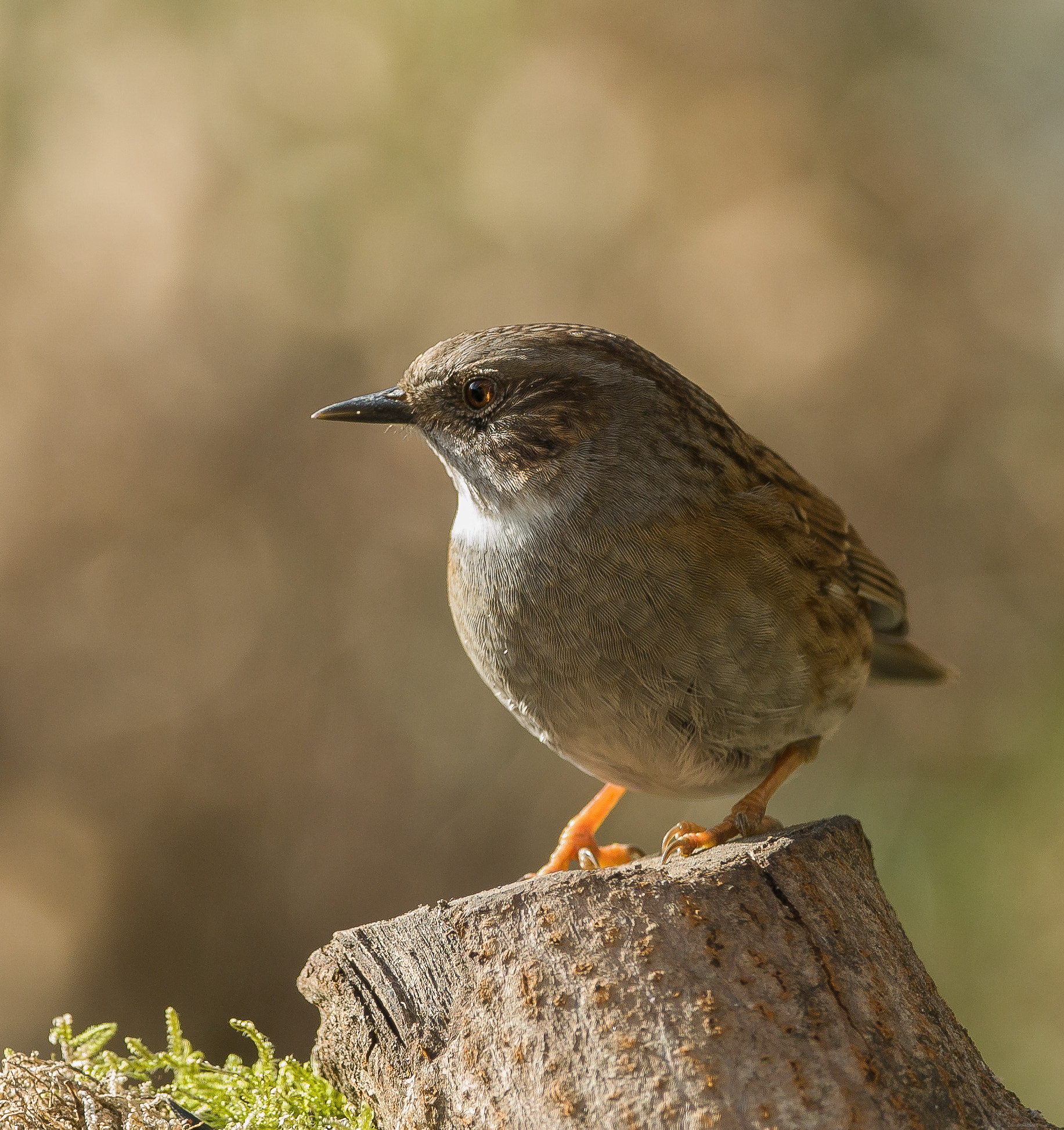 Sigma 150-600mm F5-6.3 DG OS HSM | C sample photo. Dunnock by sigma photography