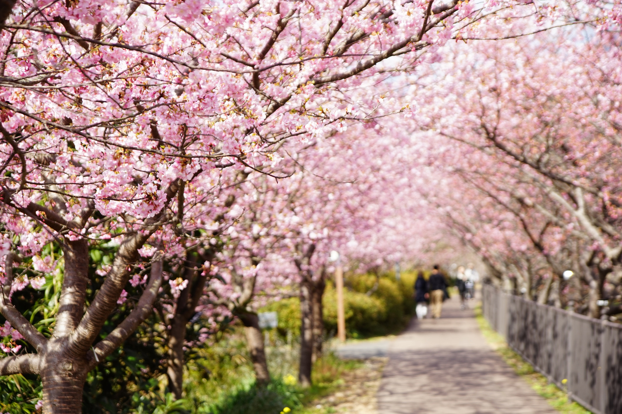 Tamron AF 18-200mm F3.5-6.3 XR Di II LD Aspherical (IF) Macro sample photo. 淡い並木道 photography