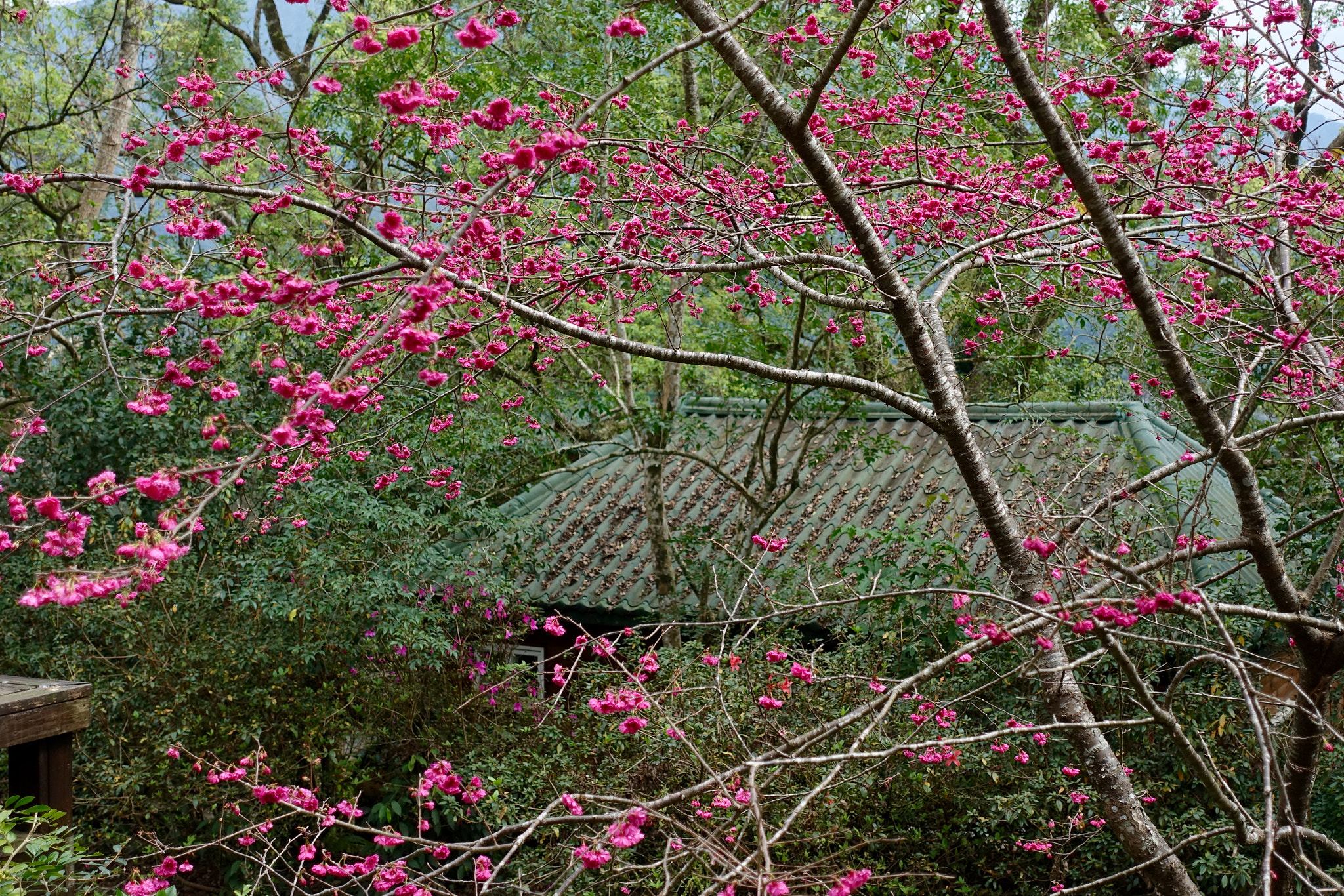 Sony DSC-RX100M5 sample photo. Cherrywood blossoms in chilan village, yilan 宜蘭，taiwan photography