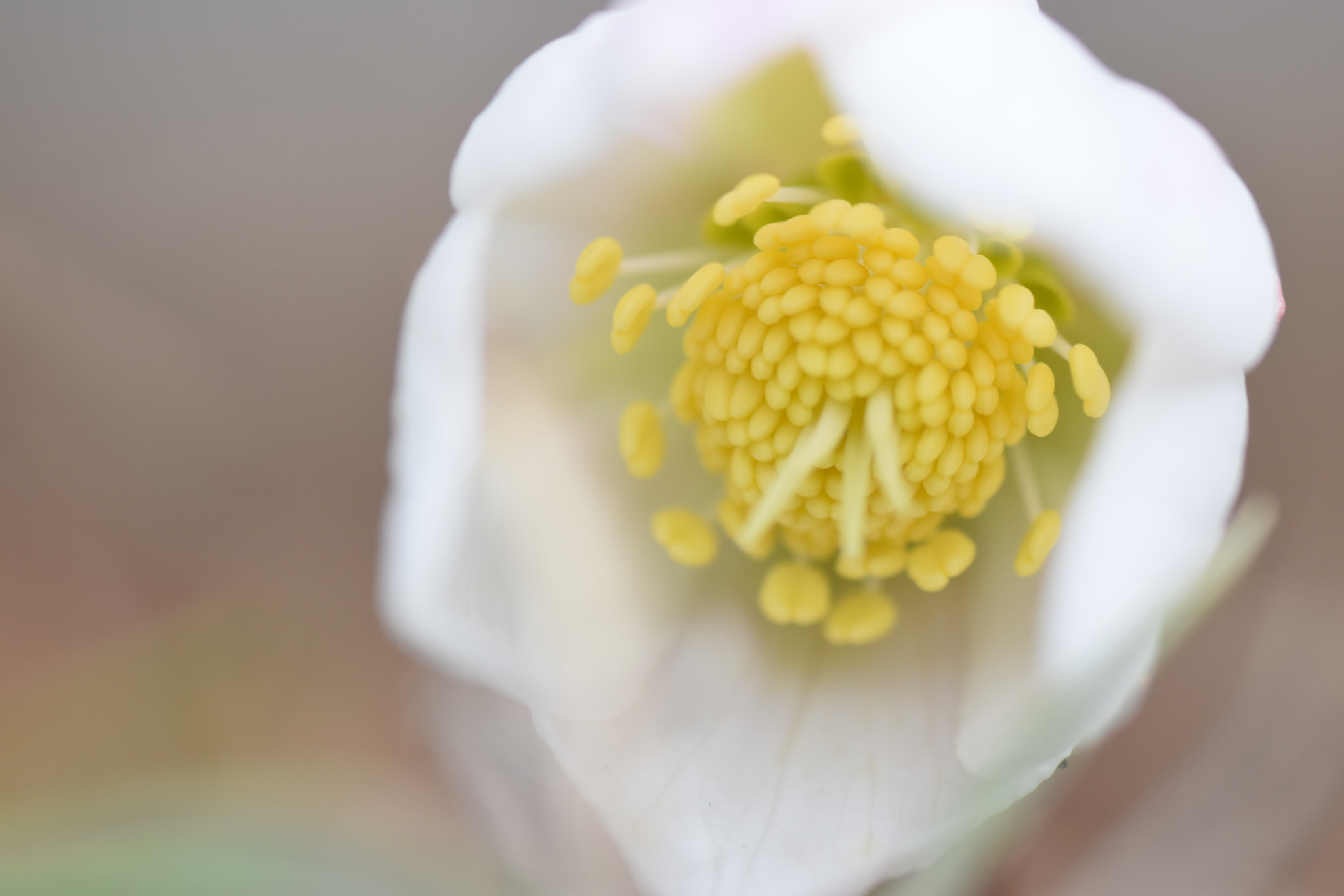 Nikon D5500 sample photo. Christrose photography