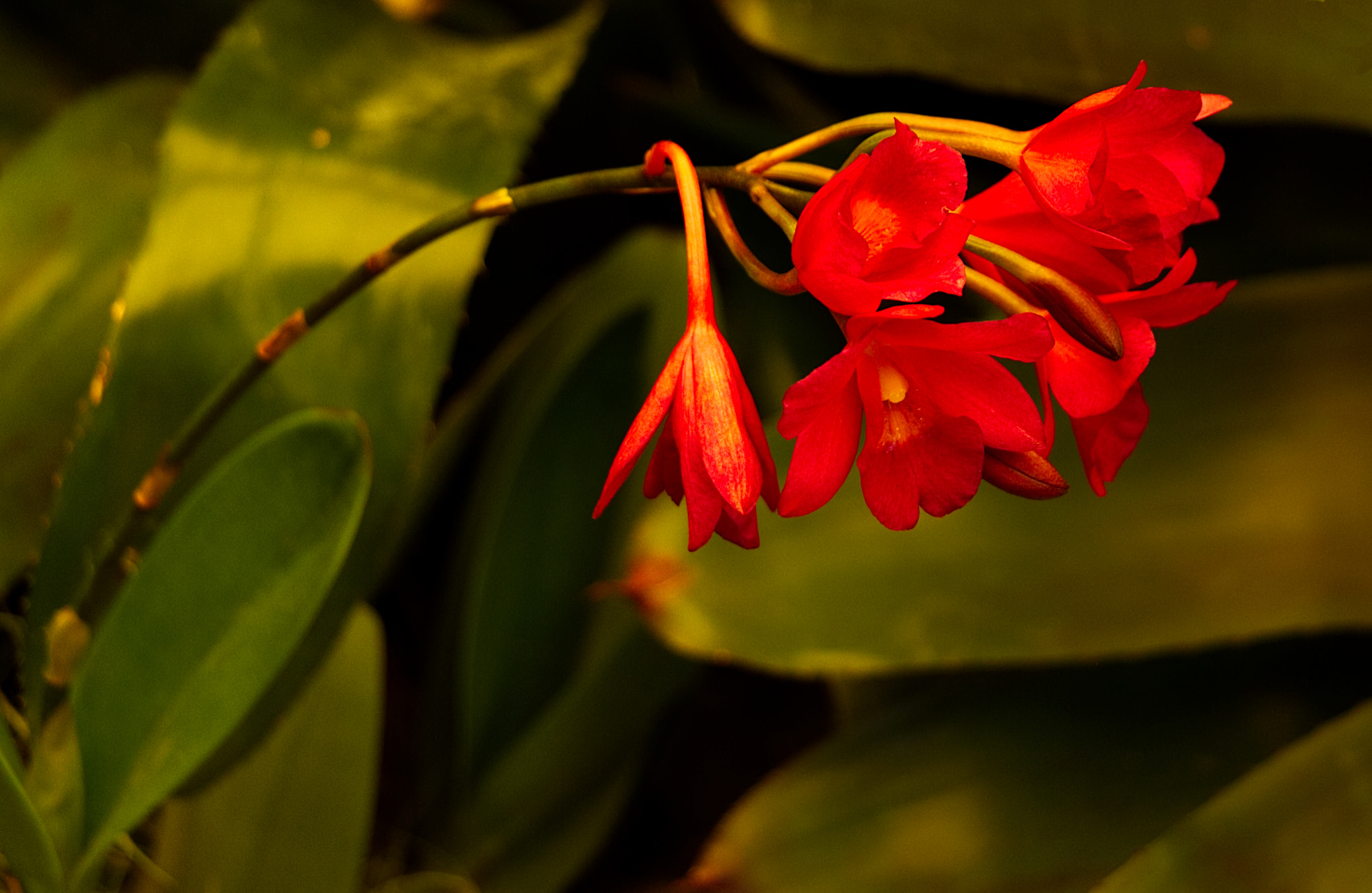 18.0 - 135.0 mm sample photo. Orchid ii photography
